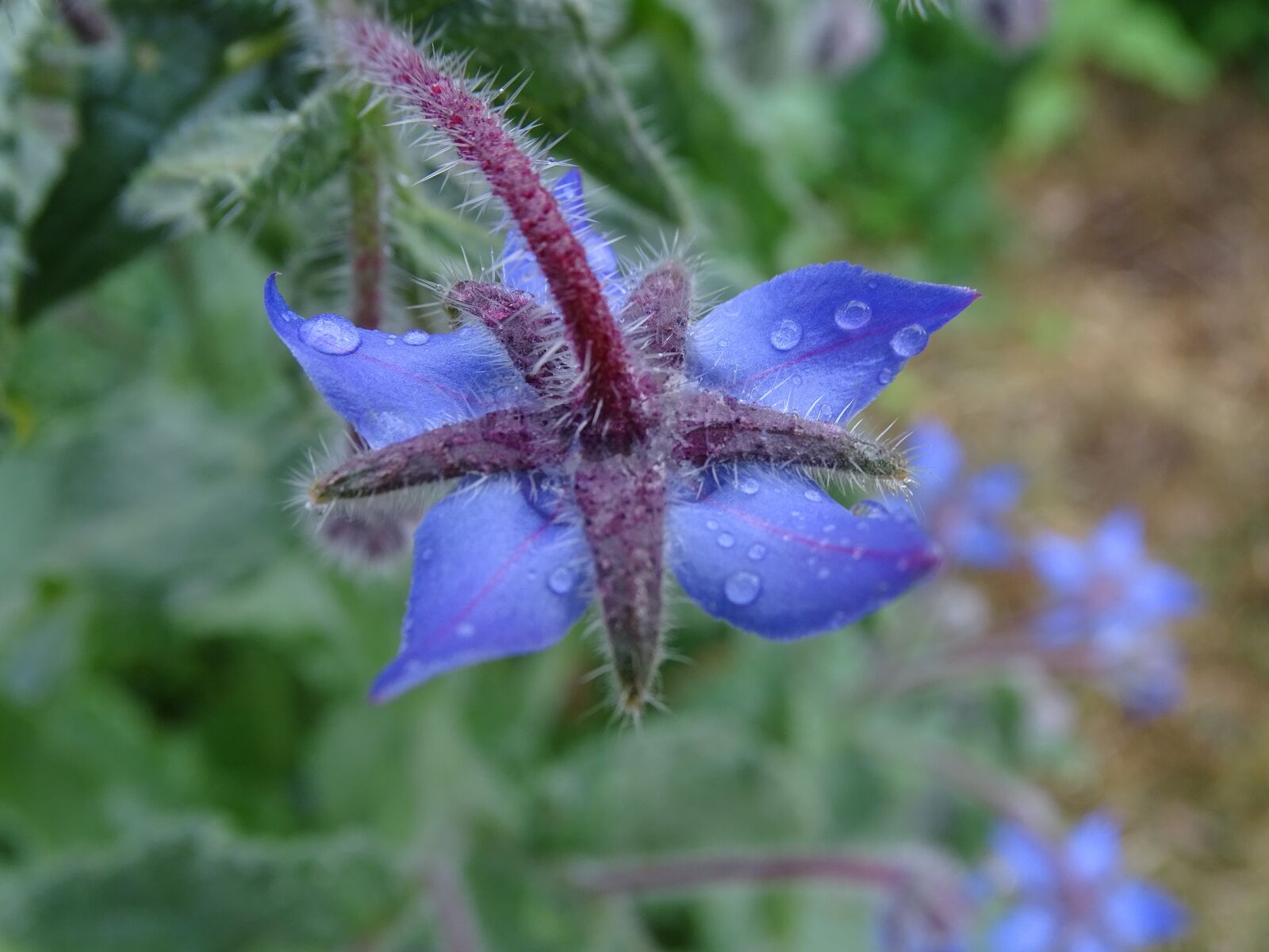 Sony Cyber-shot DSC-HX400V sample photo. Borage, borretschbl te, cucumber photography
