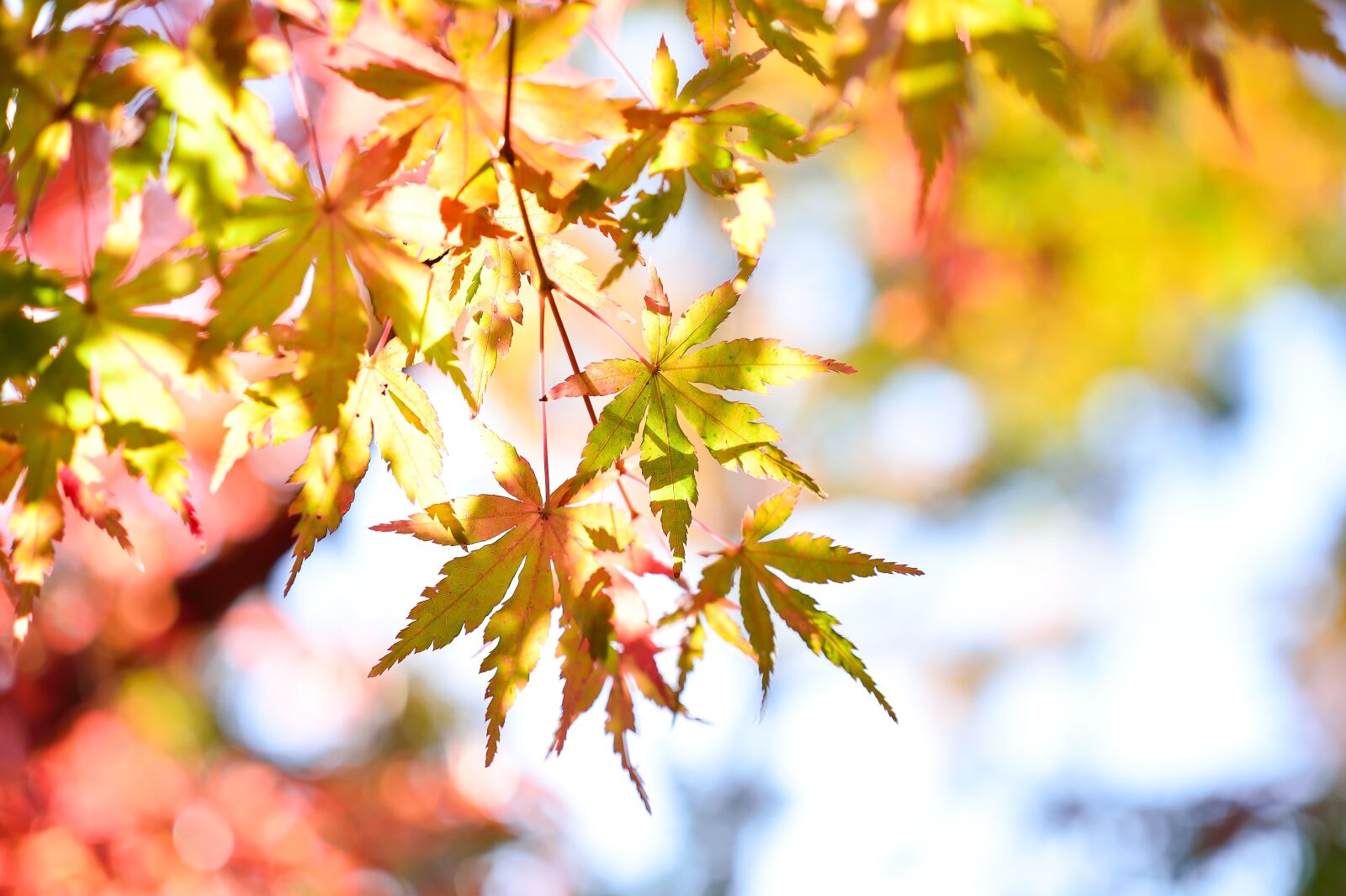 Nikon Df sample photo. Japan, landscape, natural photography