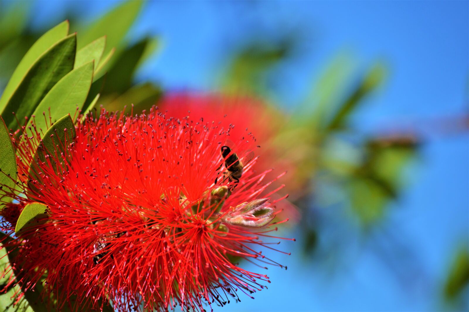 Nikon D3200 sample photo. Lemon bottlebrush, callistemon citrinus photography