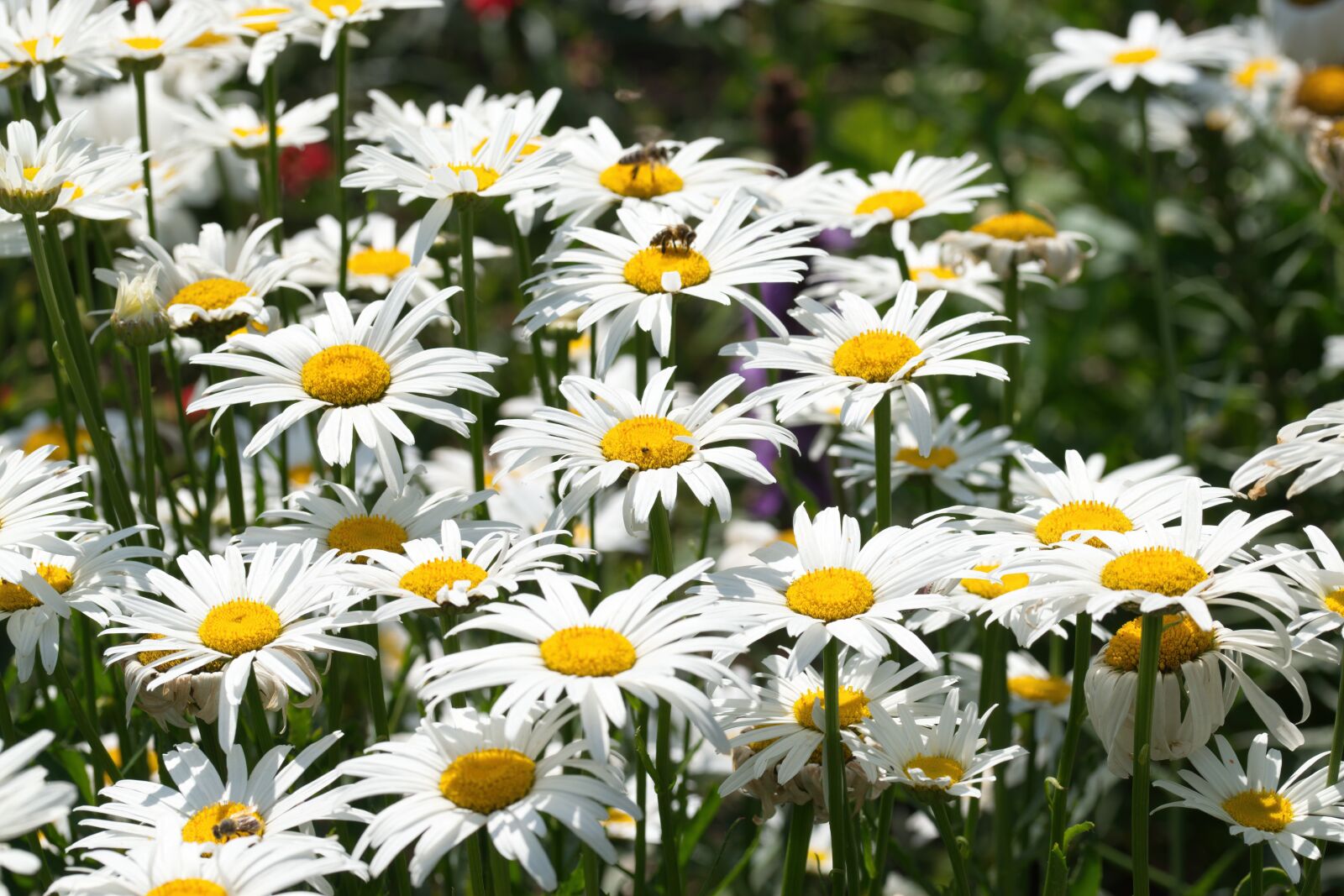 Nikon D5300 sample photo. Daisies, flowers, the white photography