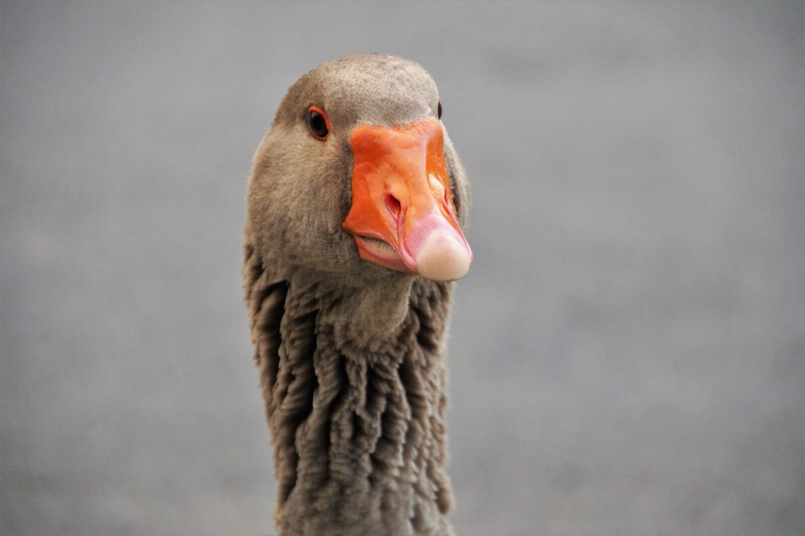 Sony SLT-A58 sample photo. Goose, large, head photography