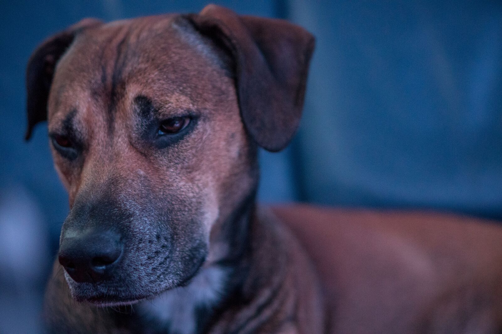 Sony a6300 + E 50mm F1.8 OSS sample photo. Dog, portrait, anti wrinkle photography