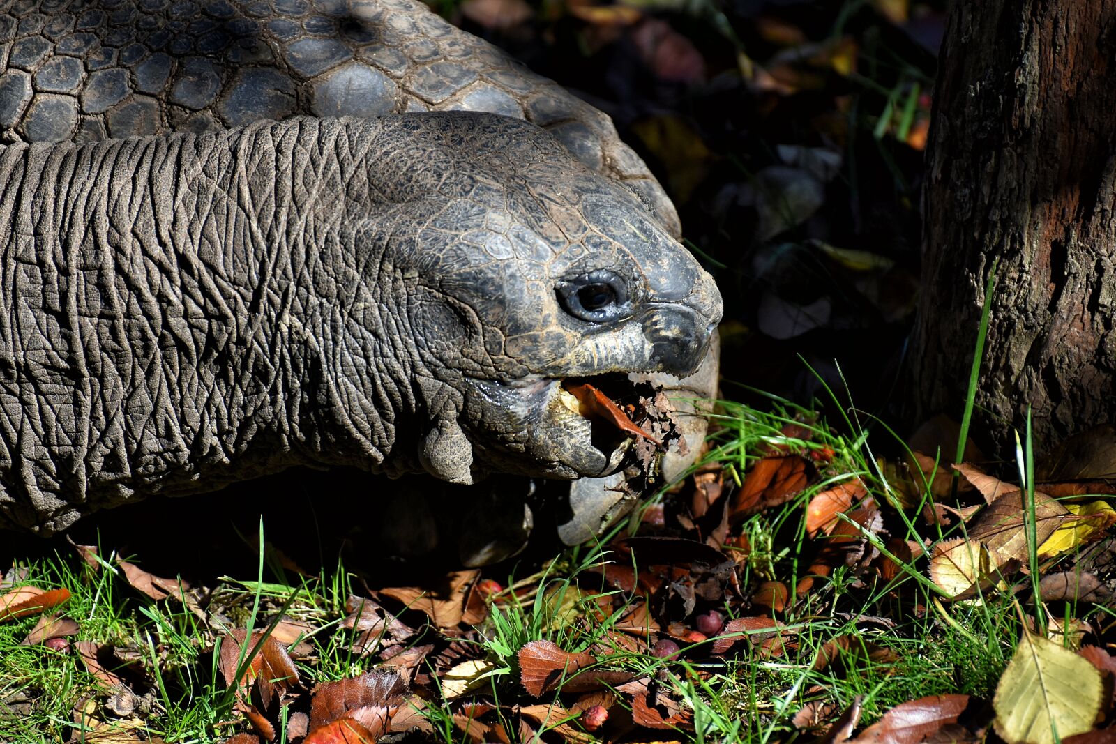 Nikon D7200 sample photo. Giant tortoise, eat, animal photography
