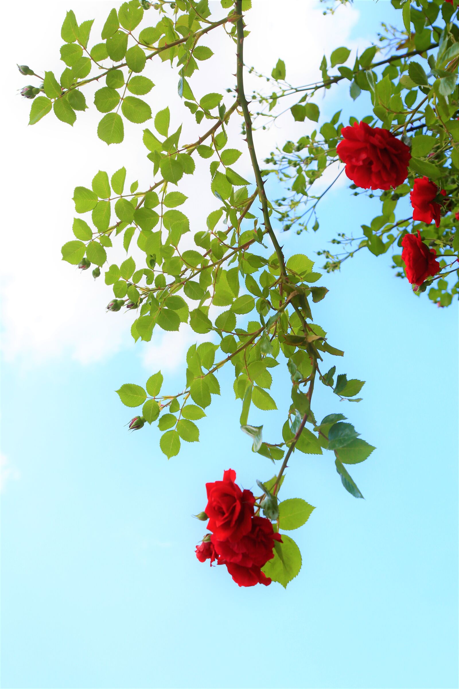 Canon EF 24-105mm F4L IS USM sample photo. Rose, background, nature photography