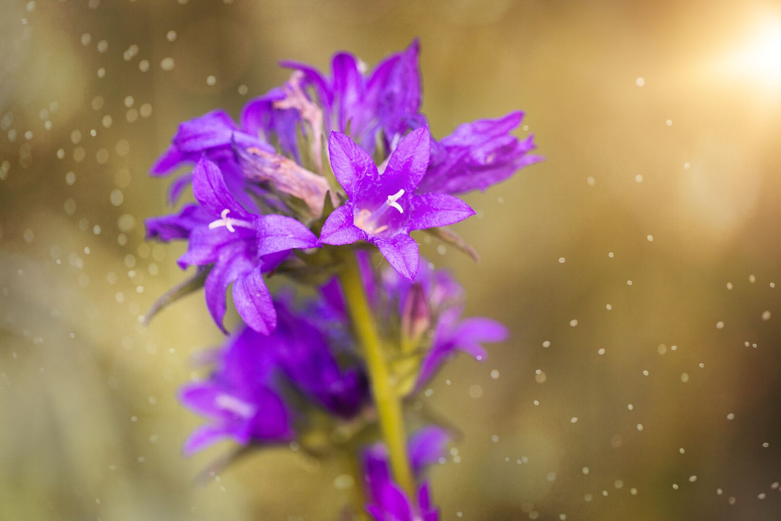 Nikon D7100 sample photo. Flower, blossom, bloom photography