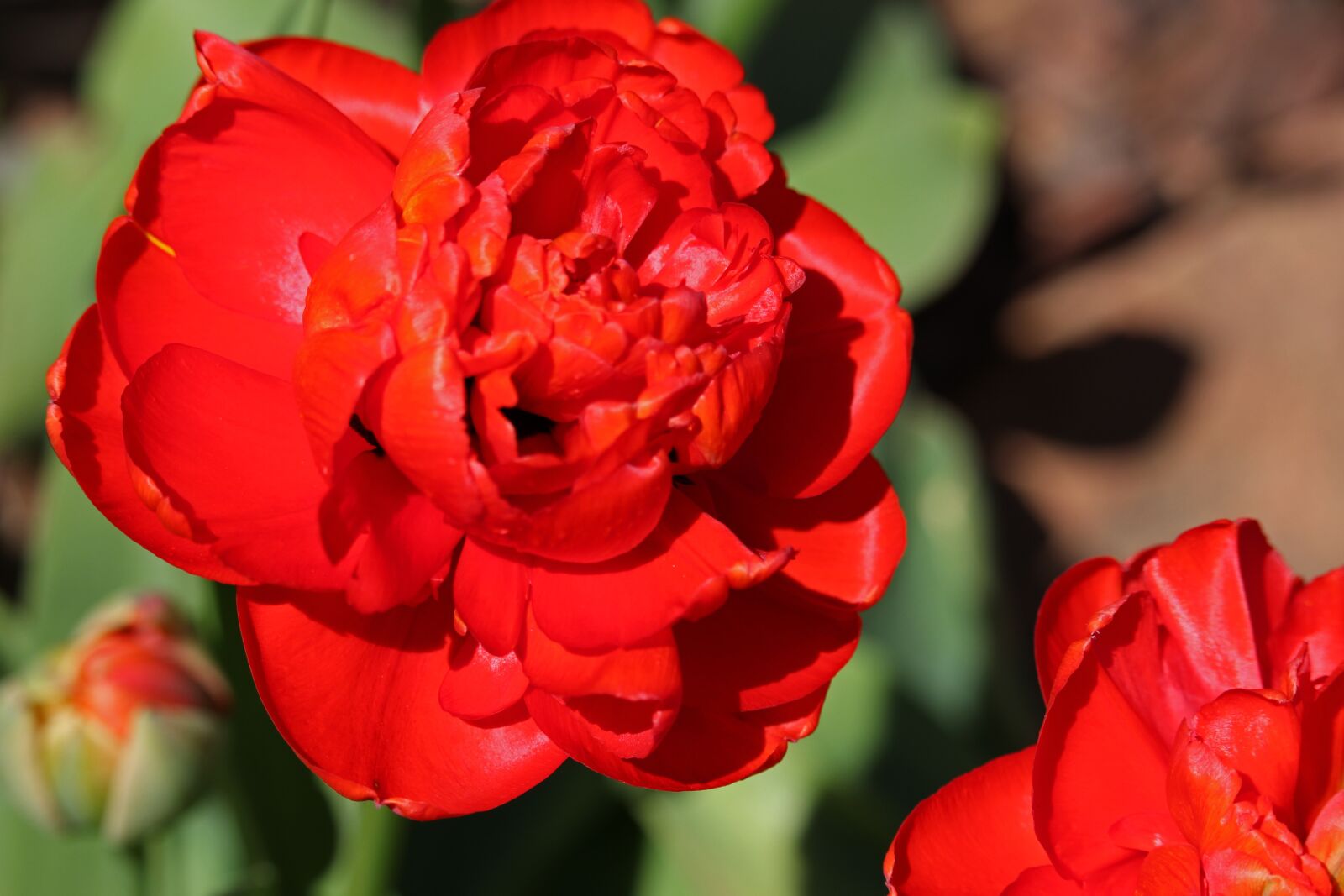 Canon EOS 700D (EOS Rebel T5i / EOS Kiss X7i) sample photo. Red tulips, tulips, red photography