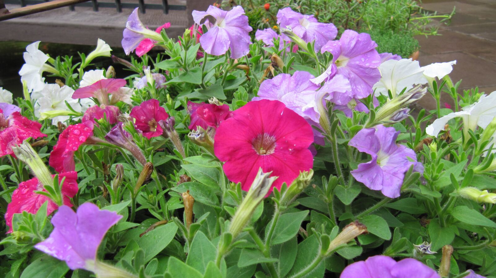Canon PowerShot SX200 IS sample photo. Flower, color, flowers photography