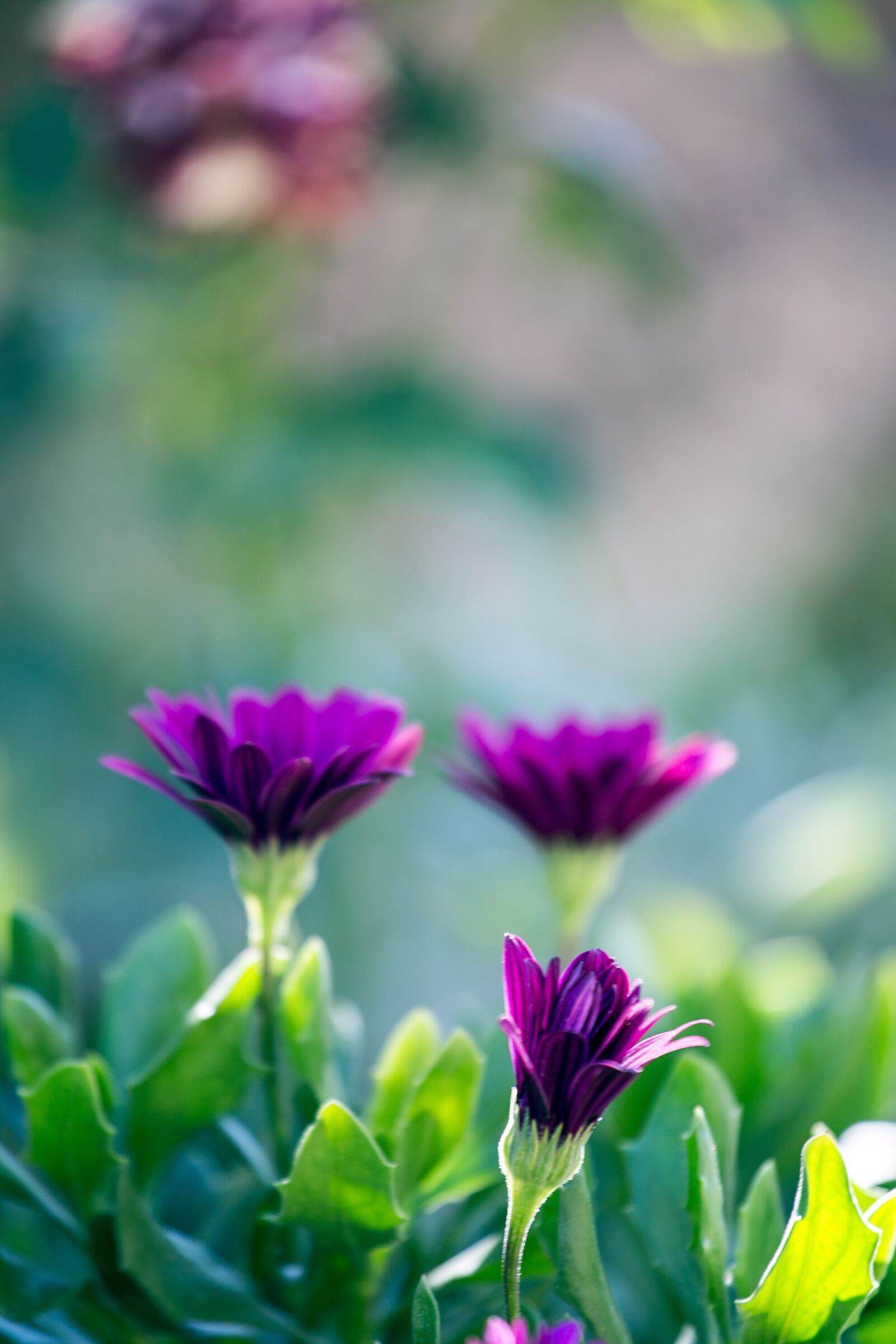 Canon EOS 6D + Canon EF 70-200mm F4L USM sample photo. Flowers, purple, green photography