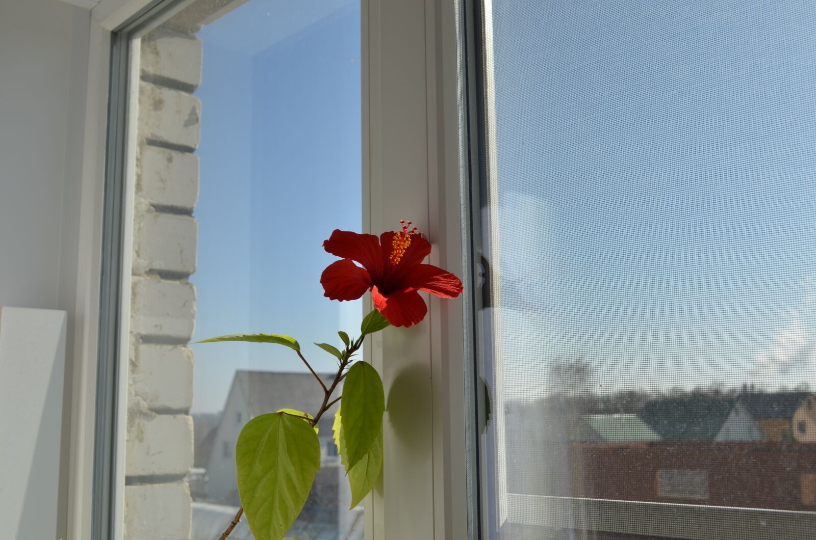 Nikon D5100 sample photo. Window, hibiscus, winter photography