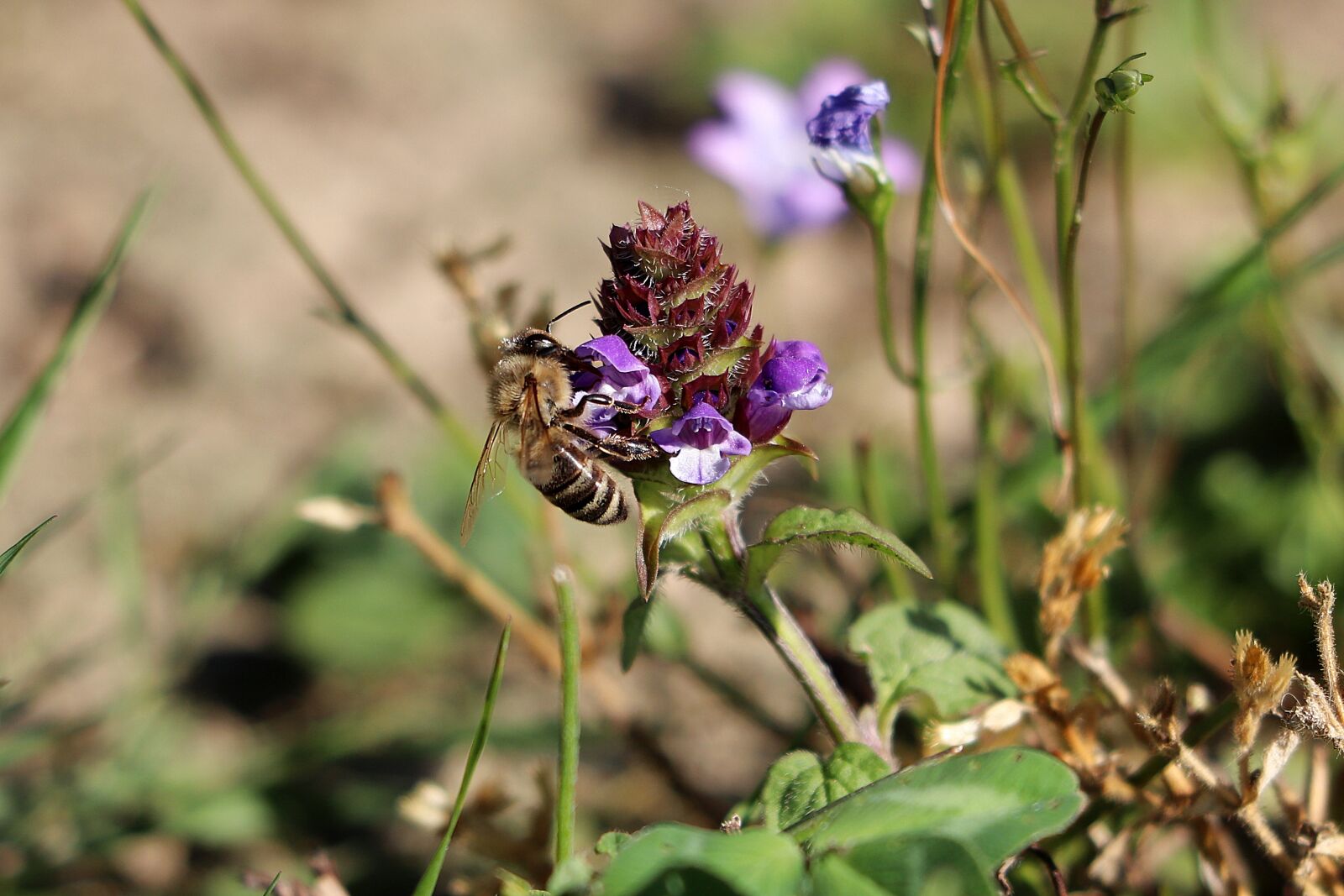 Canon EOS 77D (EOS 9000D / EOS 770D) sample photo. Bee, honey bee, close photography