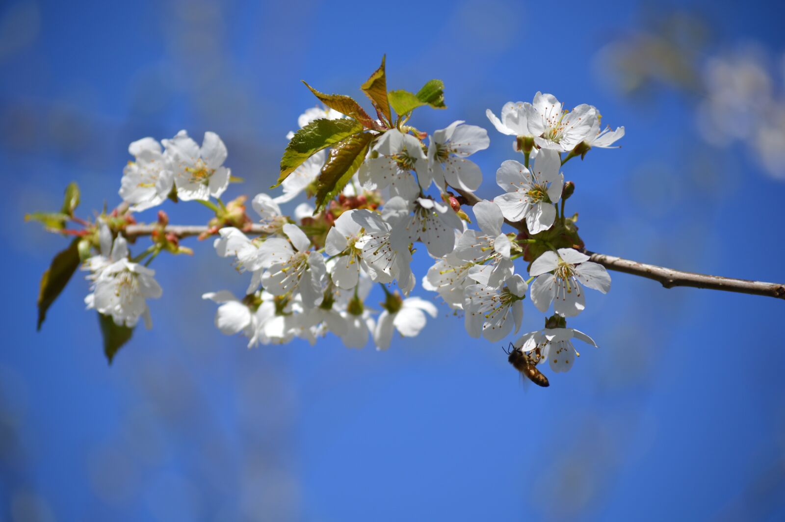 Nikon D3200 sample photo. Apple tree, flower, spring photography