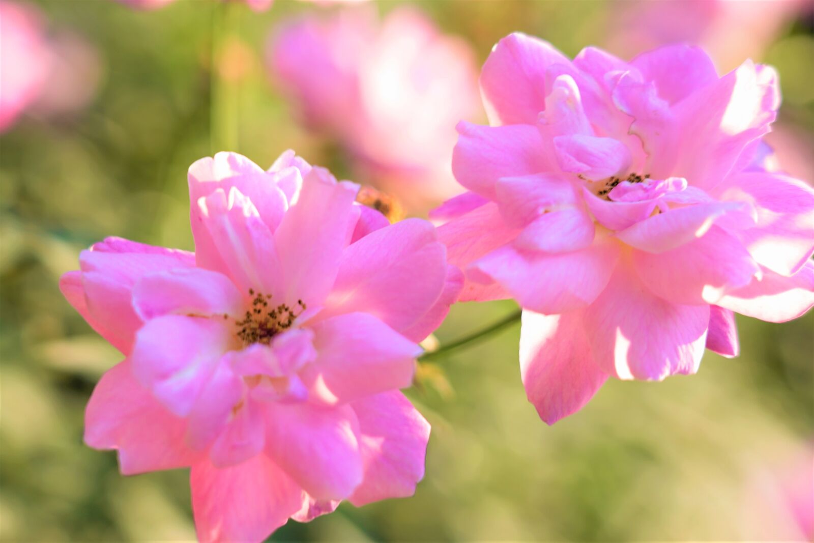 Sony a7R III sample photo. Rose, flower, nature photography