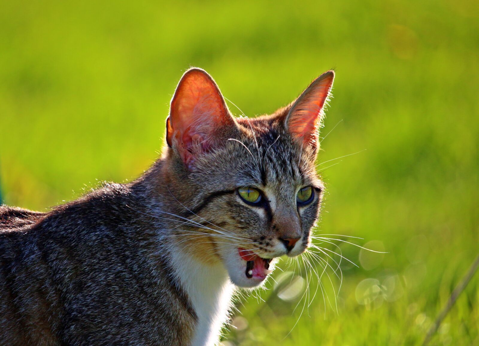 Canon EOS 100D (EOS Rebel SL1 / EOS Kiss X7) sample photo. Cat, kitten, tiger cat photography