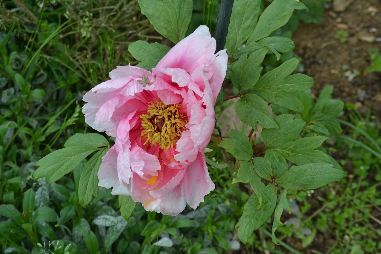 Nikon D3100 sample photo. Flower, peony, spring photography