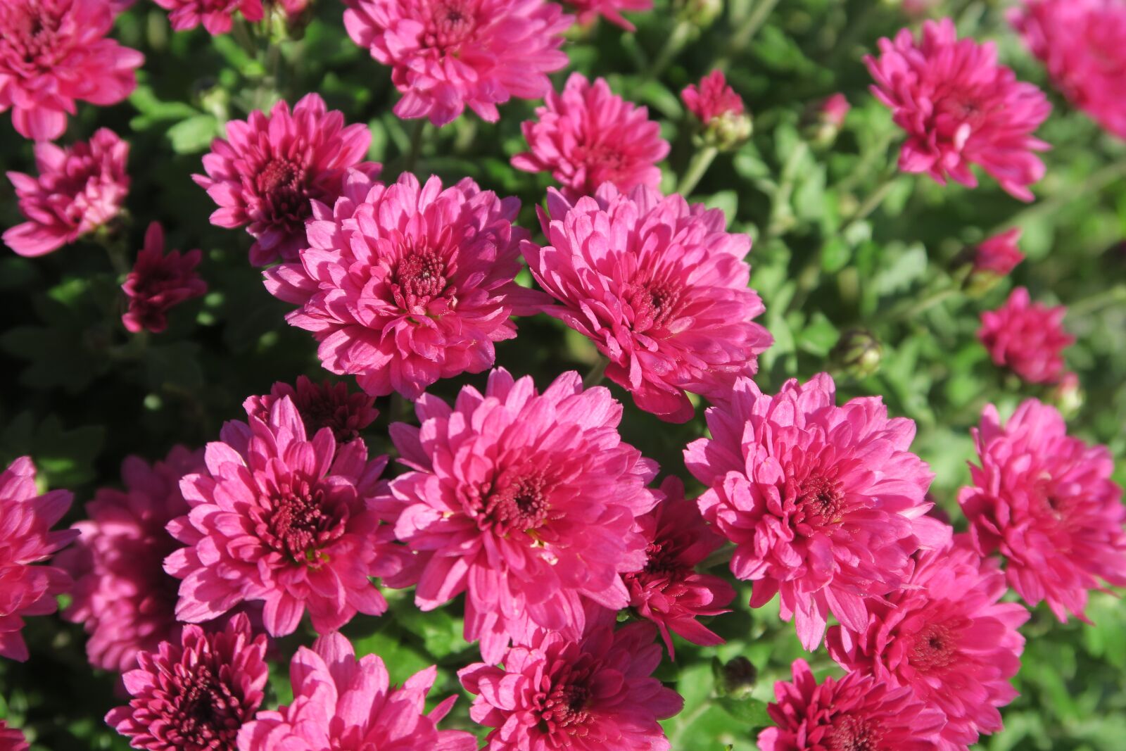 Canon PowerShot G7 X sample photo. Autumn, flowers, nature photography
