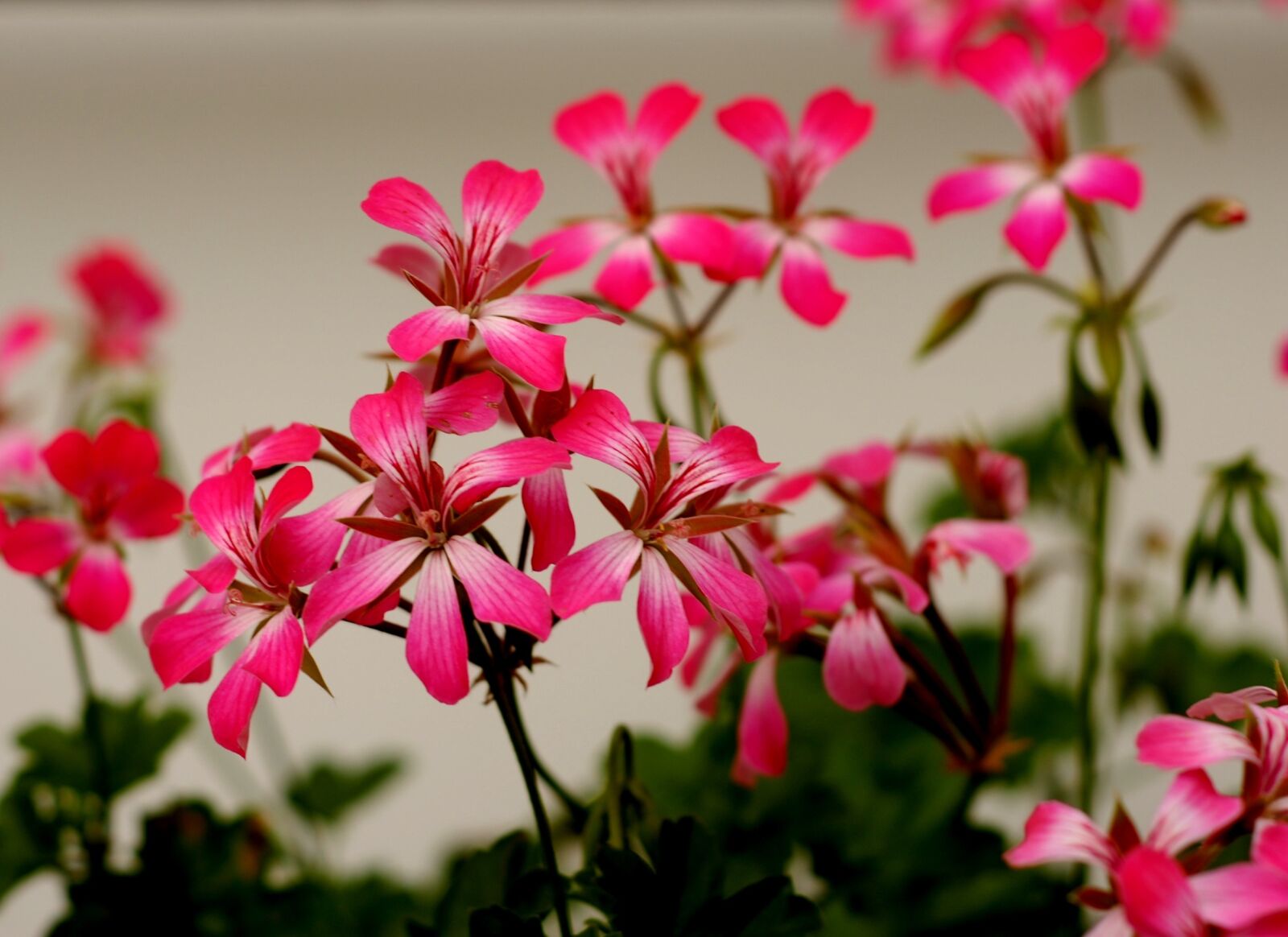 Nikon D200 sample photo. Summer, flower photography