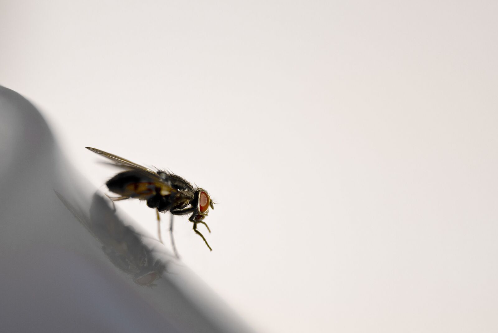 Nikon D200 sample photo. Fly, housefly, insect photography