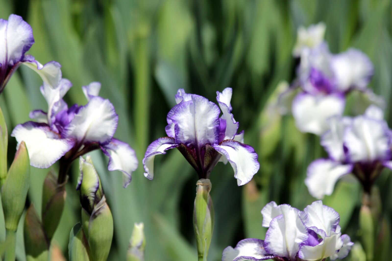 Canon EOS 650D (EOS Rebel T4i / EOS Kiss X6i) sample photo. Iris, flower, spring flowers photography
