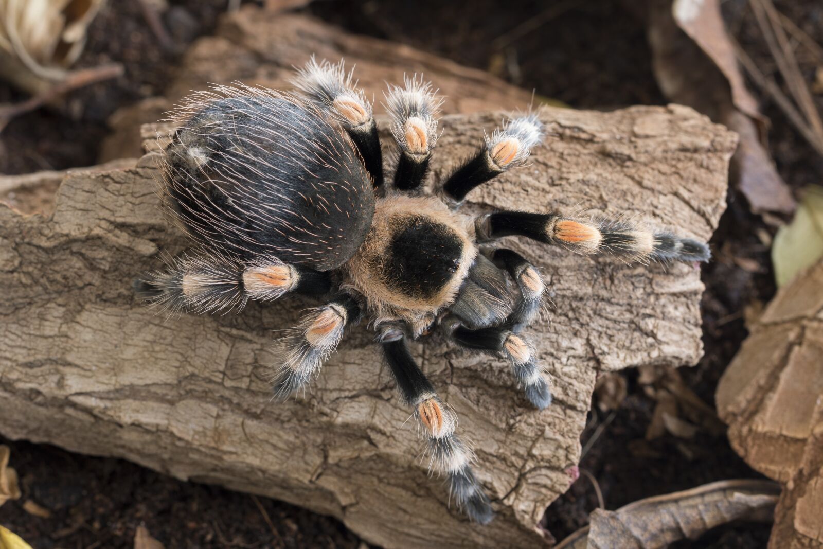 Canon EOS 7D Mark II sample photo. Brachypelma smithi, brachypelma hamorii photography