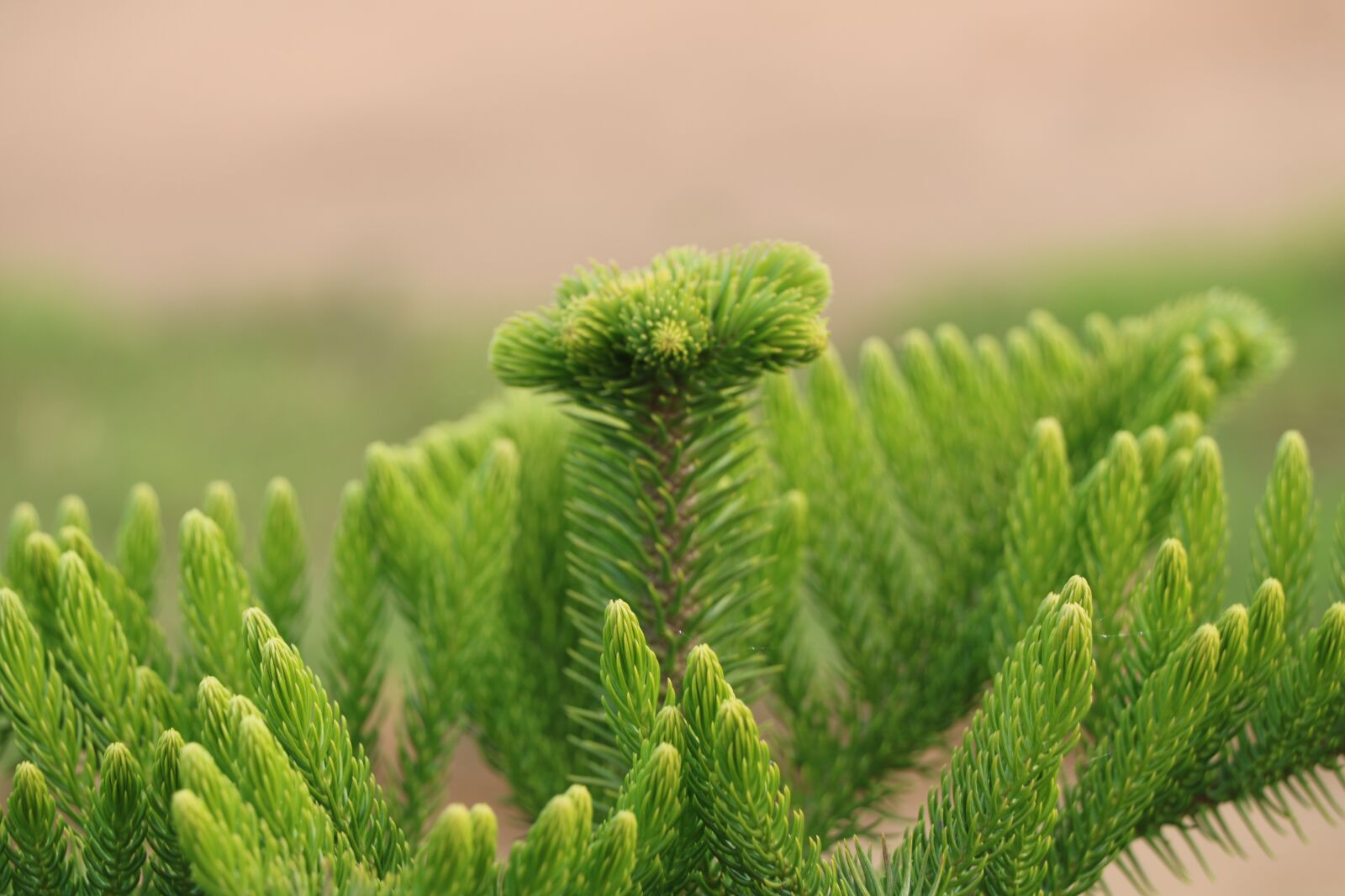 Canon EOS 760D (EOS Rebel T6s / EOS 8000D) sample photo. Nature, green, zoom photography