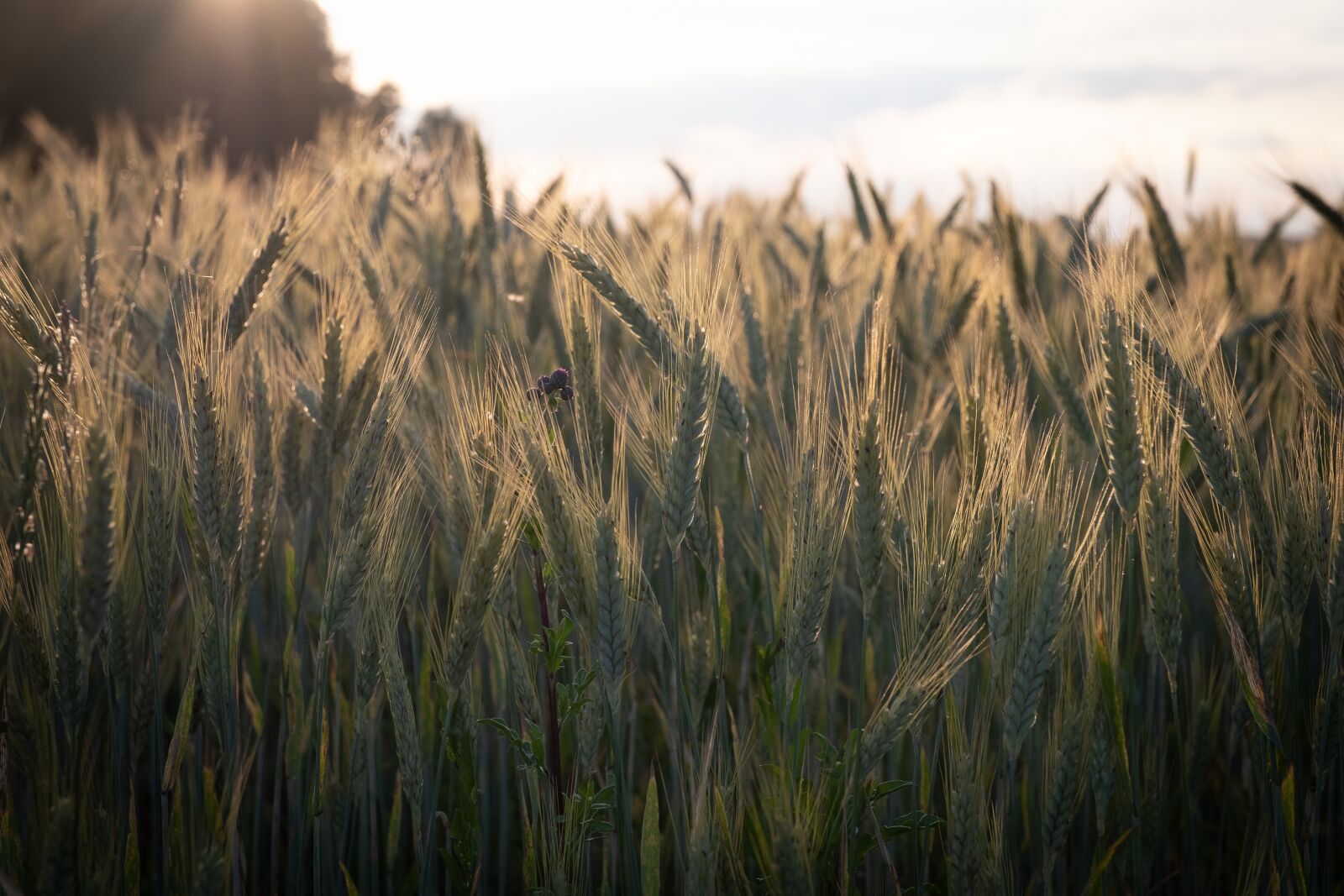 Fujifilm X-T2 sample photo. Cereals, barley, wheat photography
