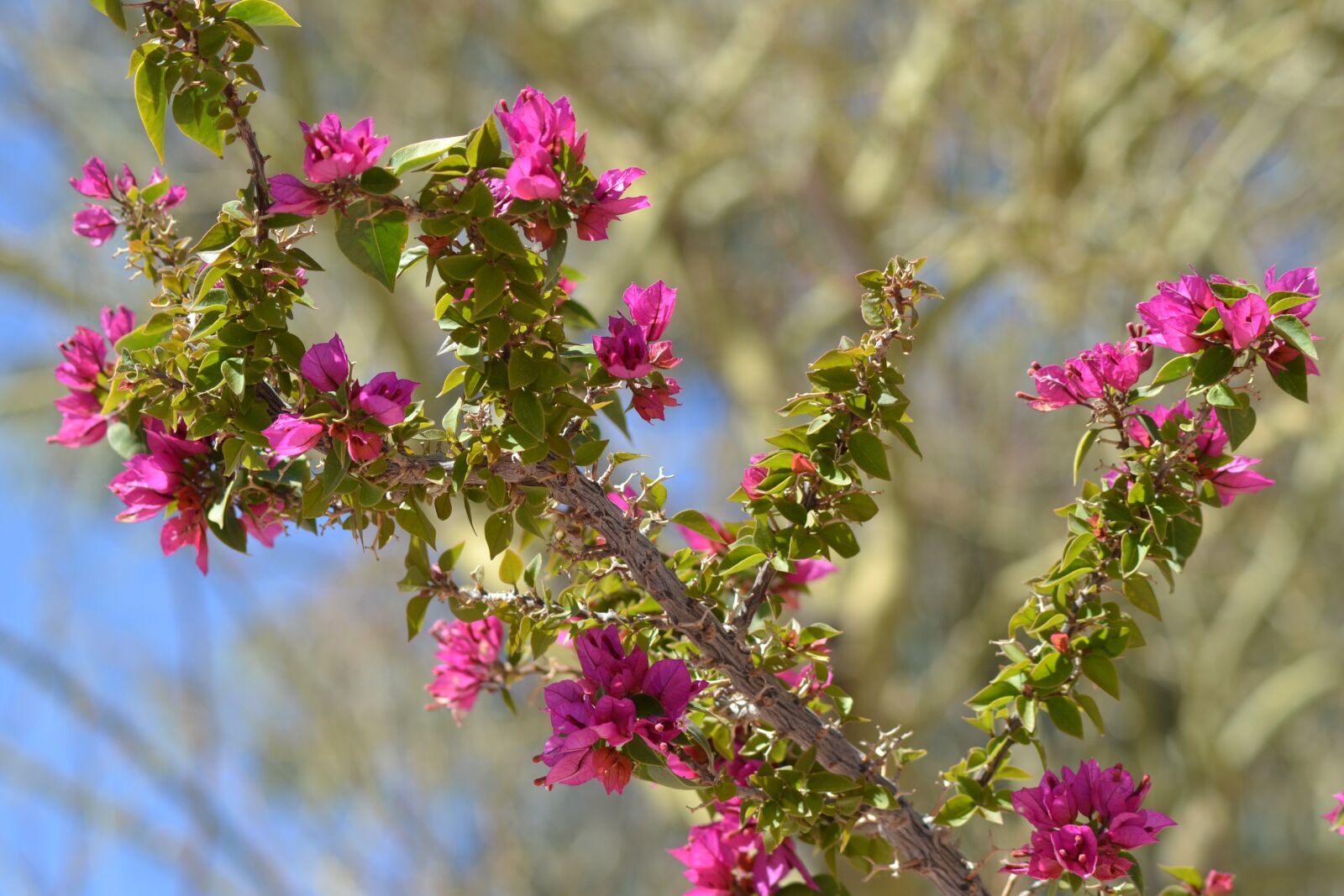 Nikon D3100 sample photo. Branch, flowers, pink photography