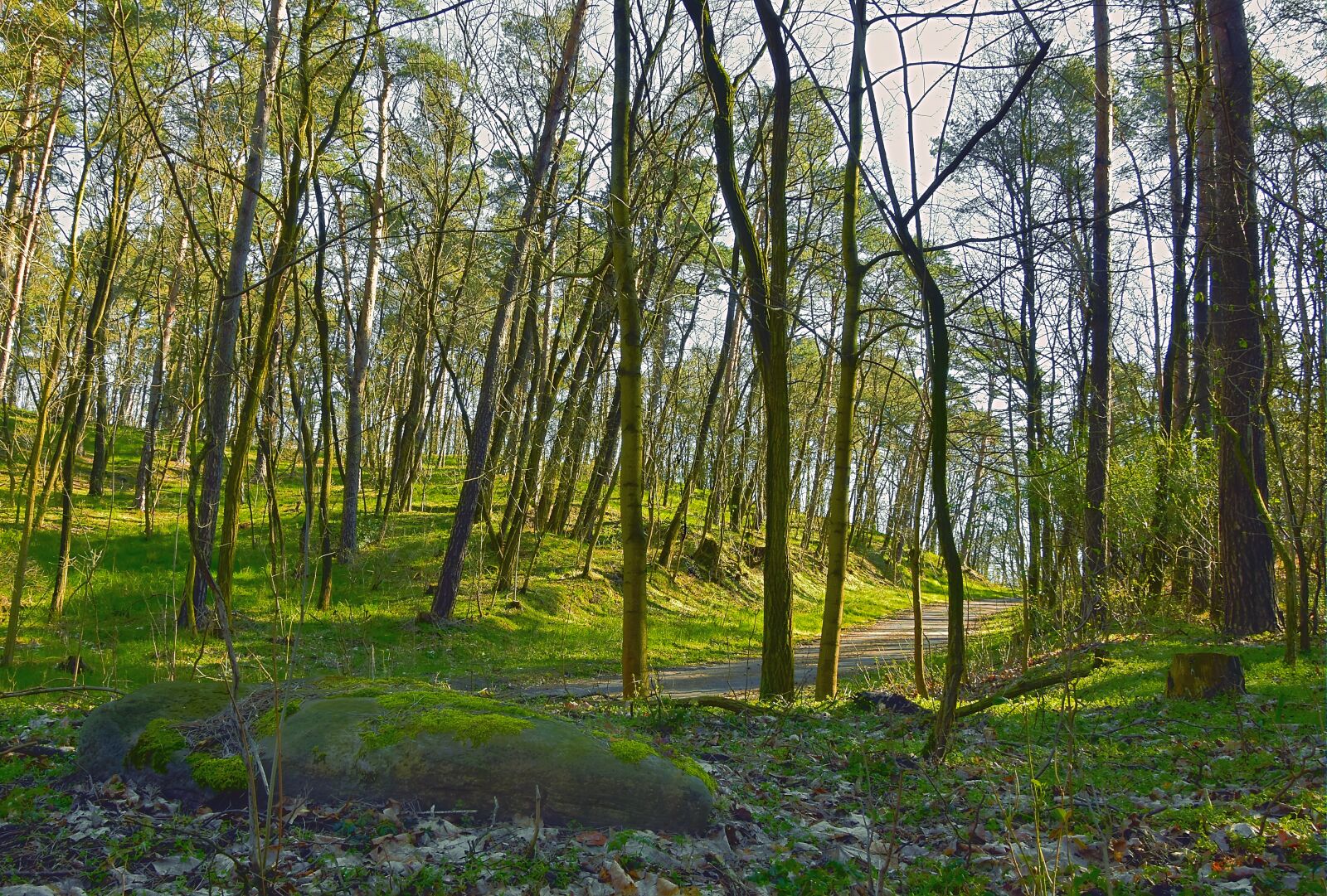 Nikon D5600 sample photo. Forest, foundling, stone photography