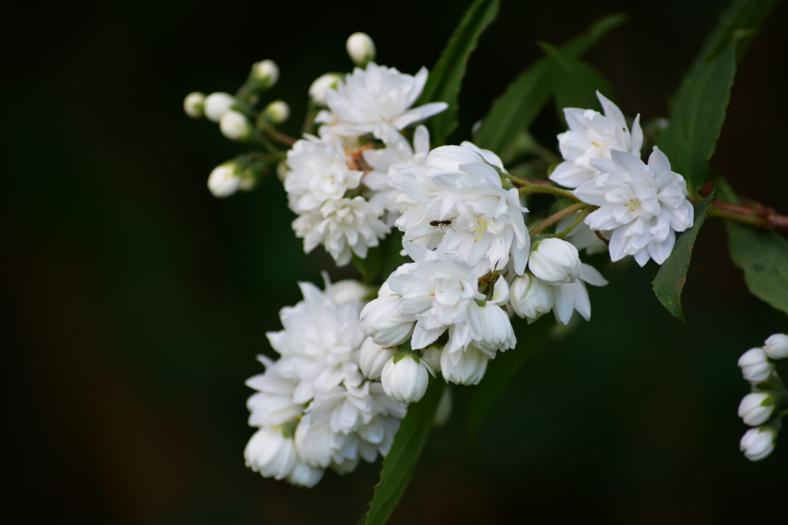 Nikon D5200 sample photo. Jasmine, flowers, spring photography