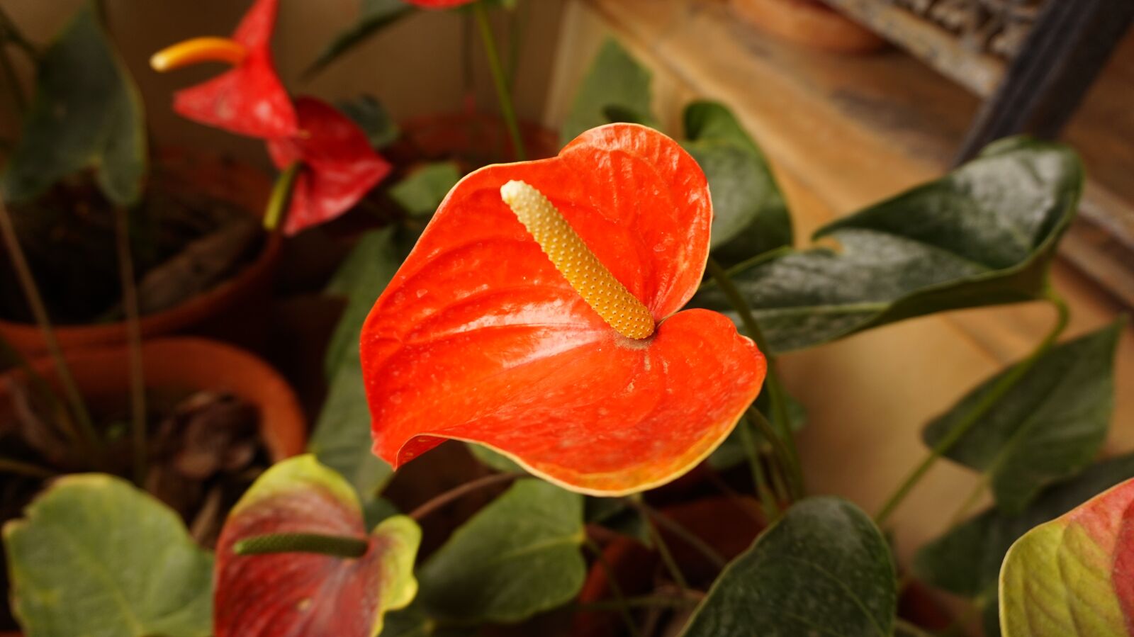 Sony Alpha a5000 (ILCE 5000) sample photo. Plant, garden, color photography