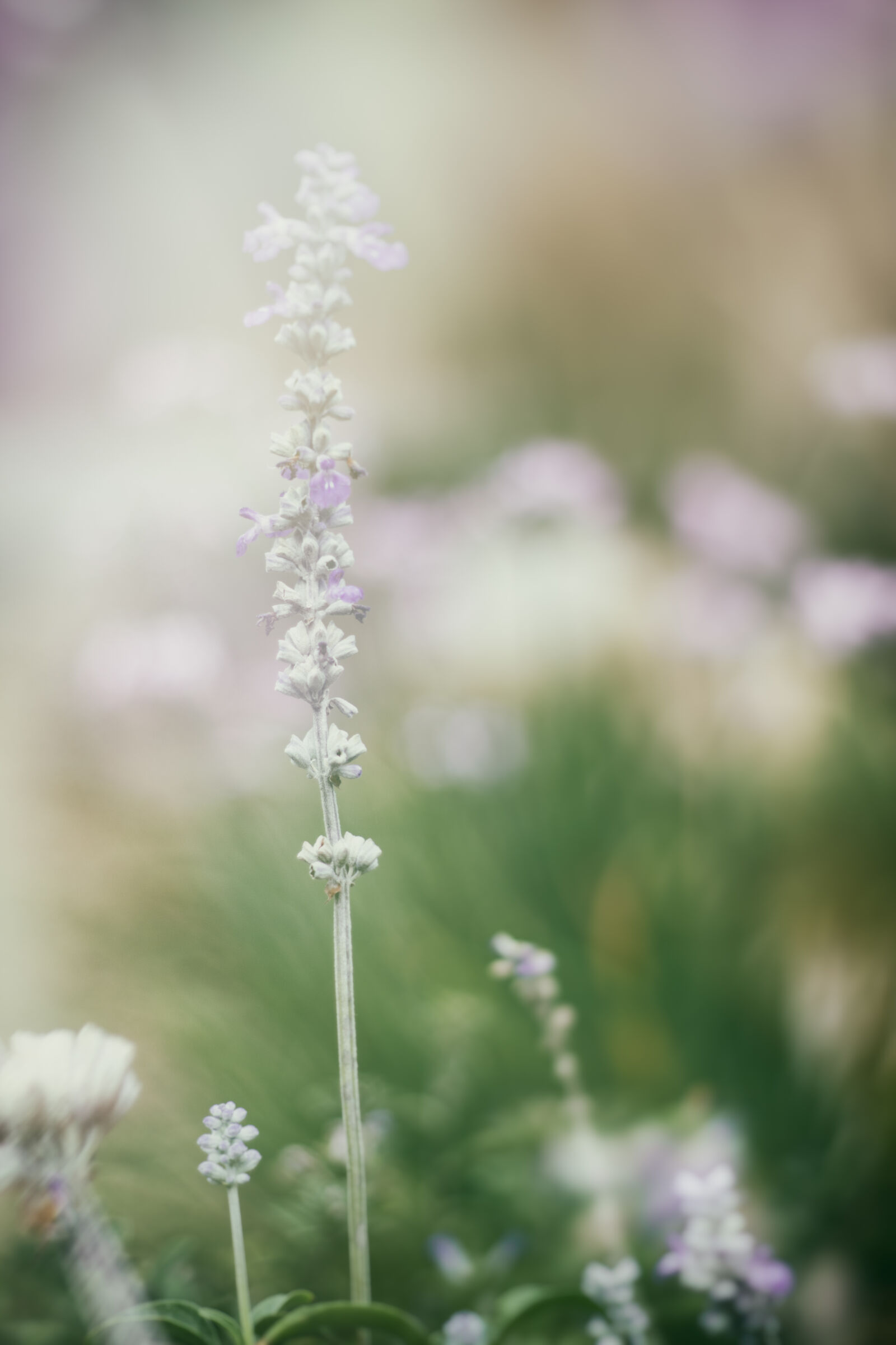 Canon EOS 650D (EOS Rebel T4i / EOS Kiss X6i) + Canon EF 50mm F1.8 II sample photo. Flower, nature, flora, no photography