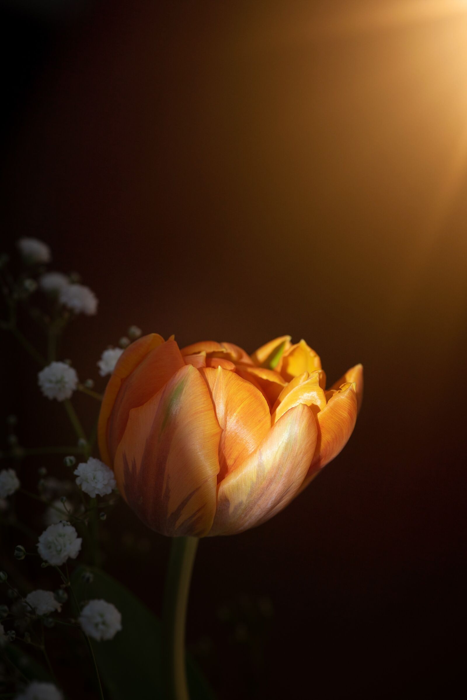 Nikon D750 sample photo. Tulip, flower, blossom photography