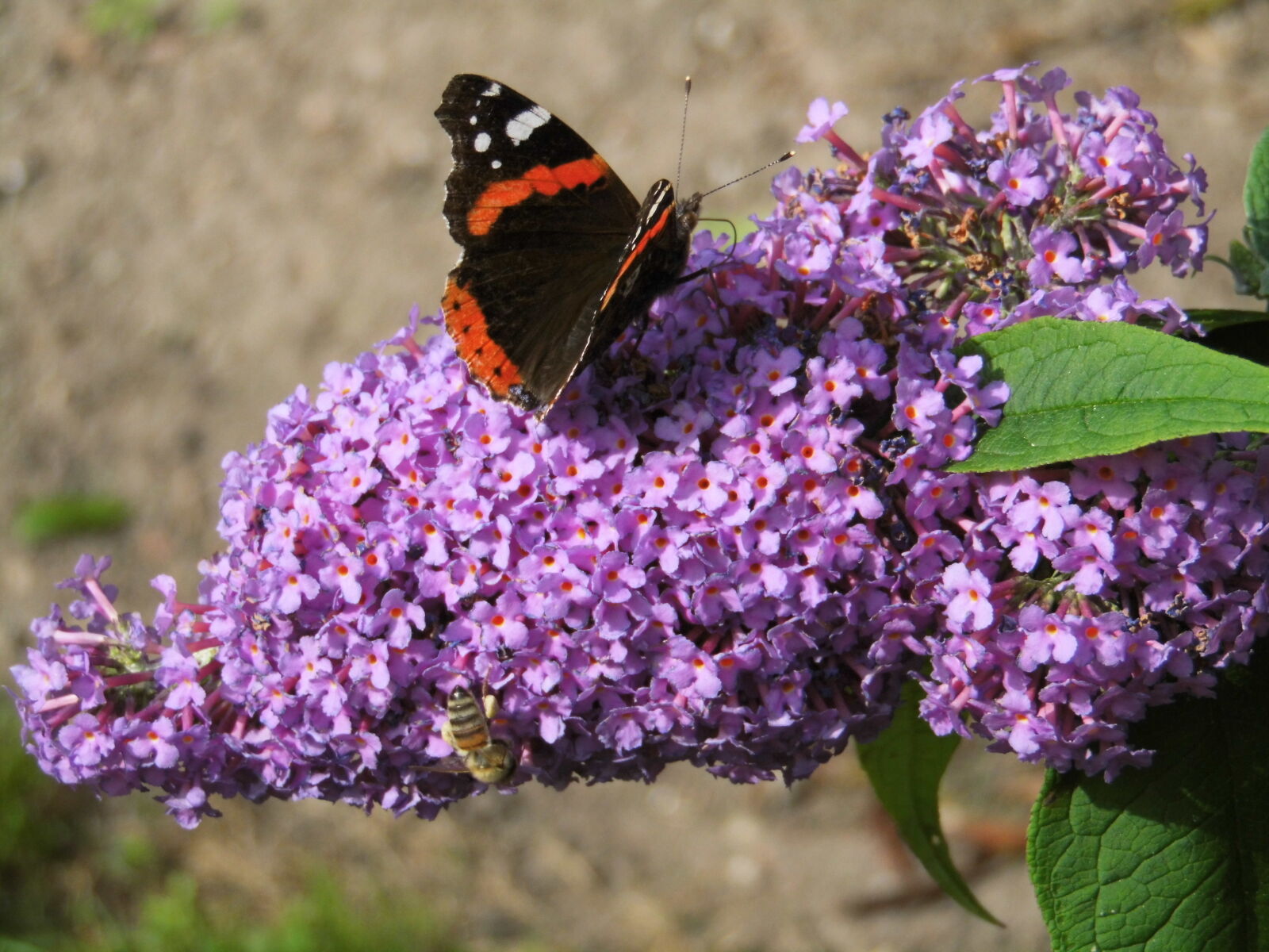 MEDION MD86929 sample photo. Butterfly, on, a, flower photography