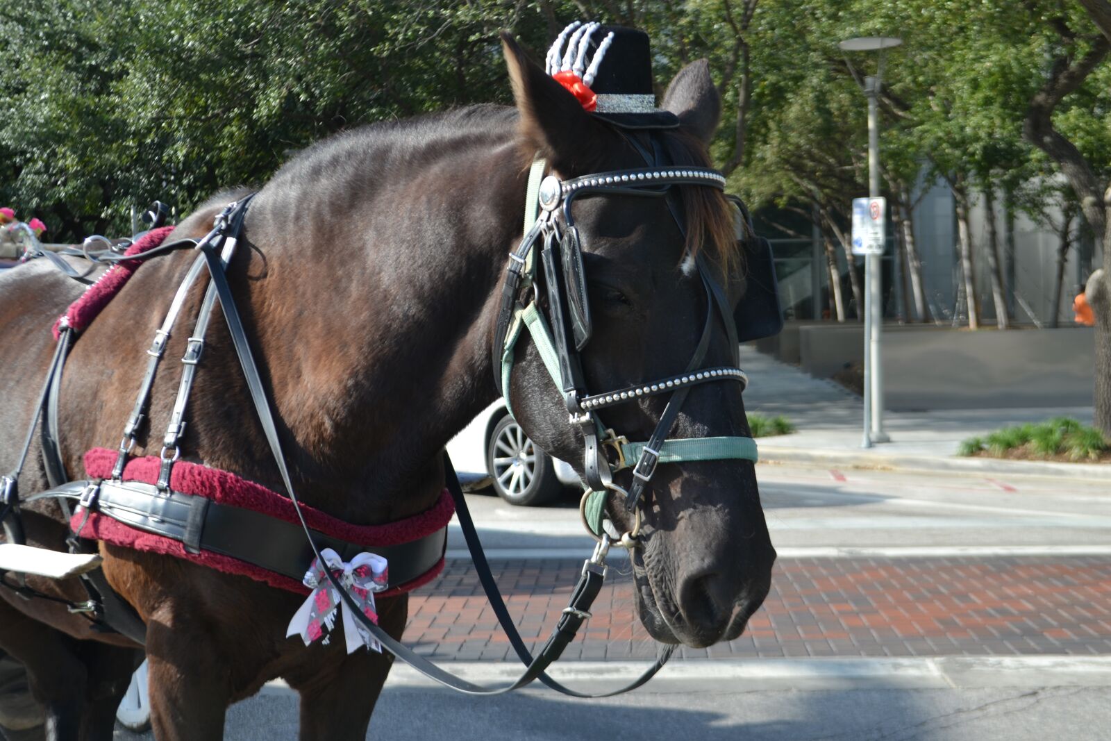 Nikon D3100 sample photo. Working horse, street horse photography