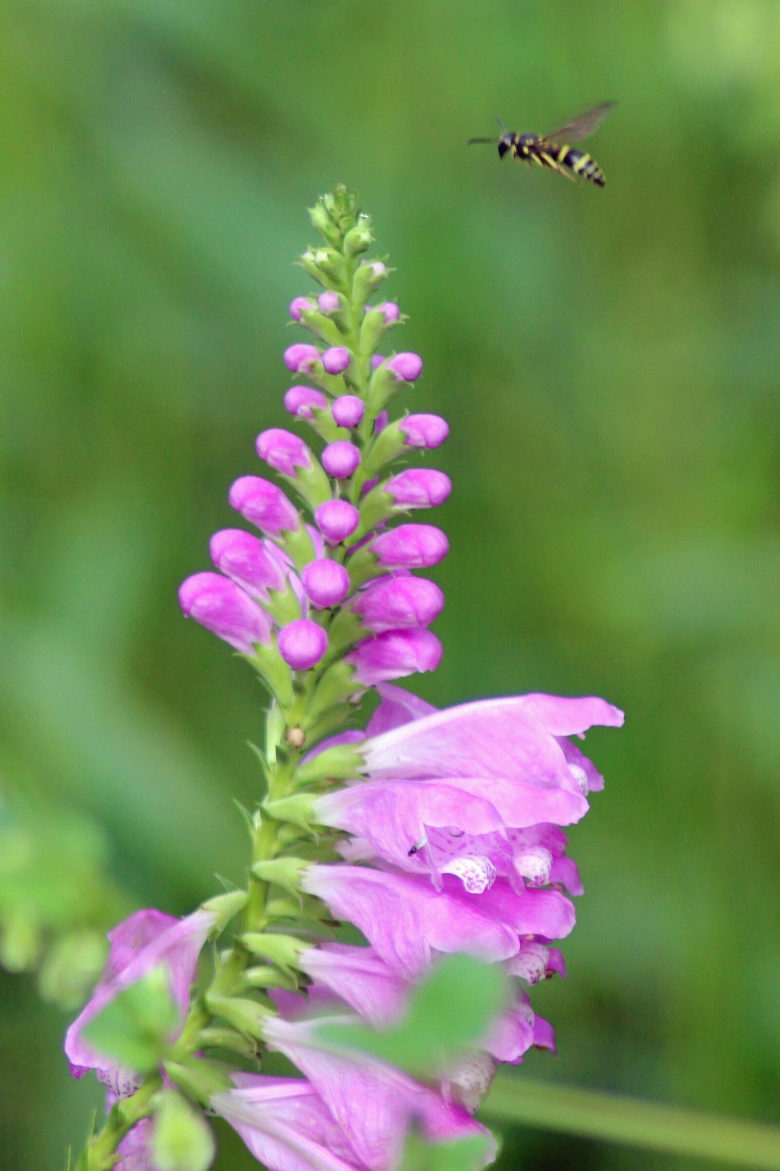 Canon EOS 600D (Rebel EOS T3i / EOS Kiss X5) sample photo. Bee, nature, bloom photography