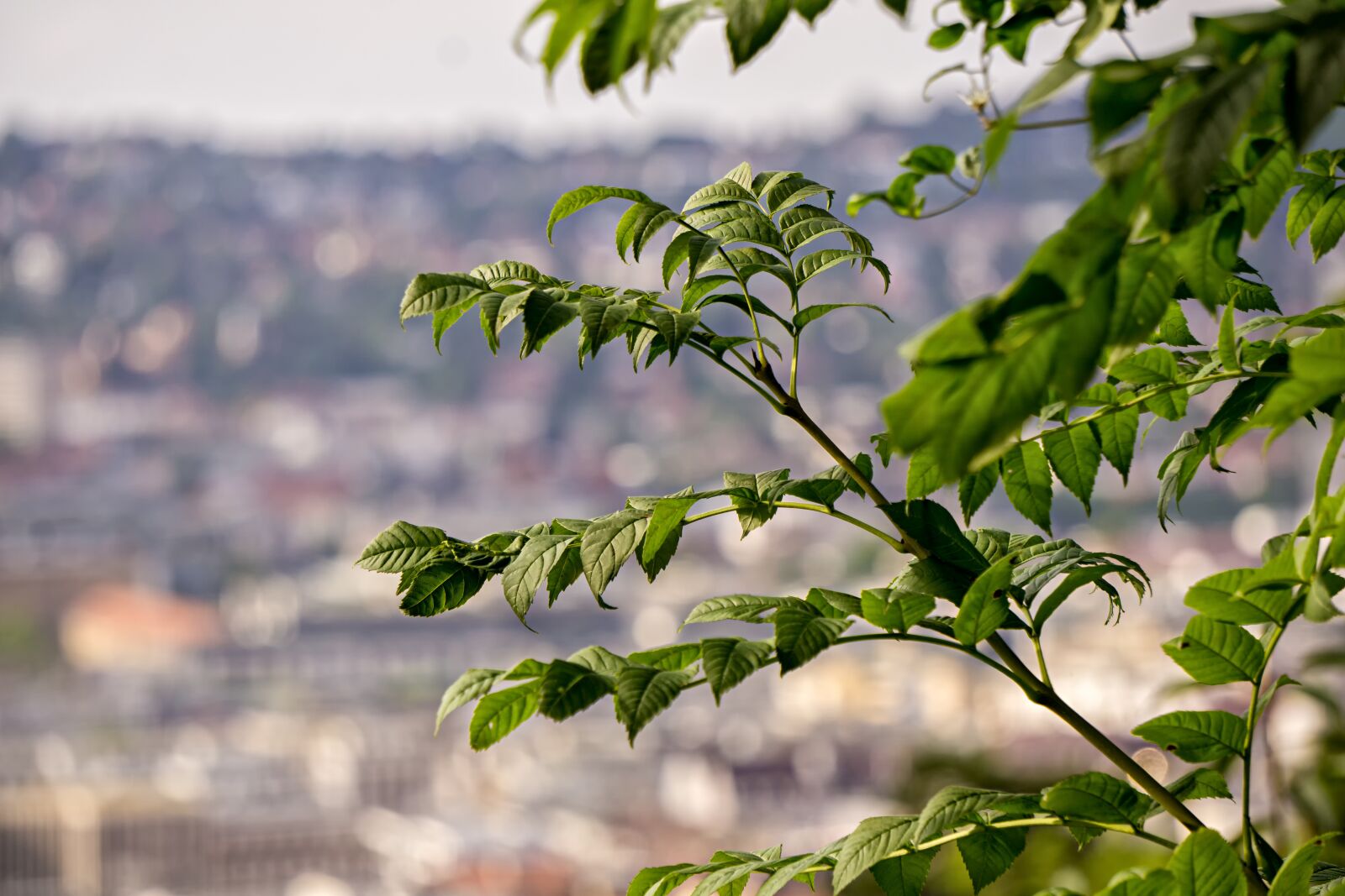 Sony E 55-210mm F4.5-6.3 OSS sample photo. Leafs, green, nature photography