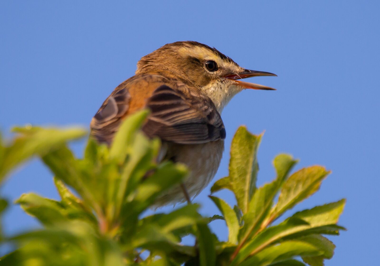 150-600mm F5-6.3 DG OS HSM | Contemporary 015 sample photo. Sedge warbler, old world photography