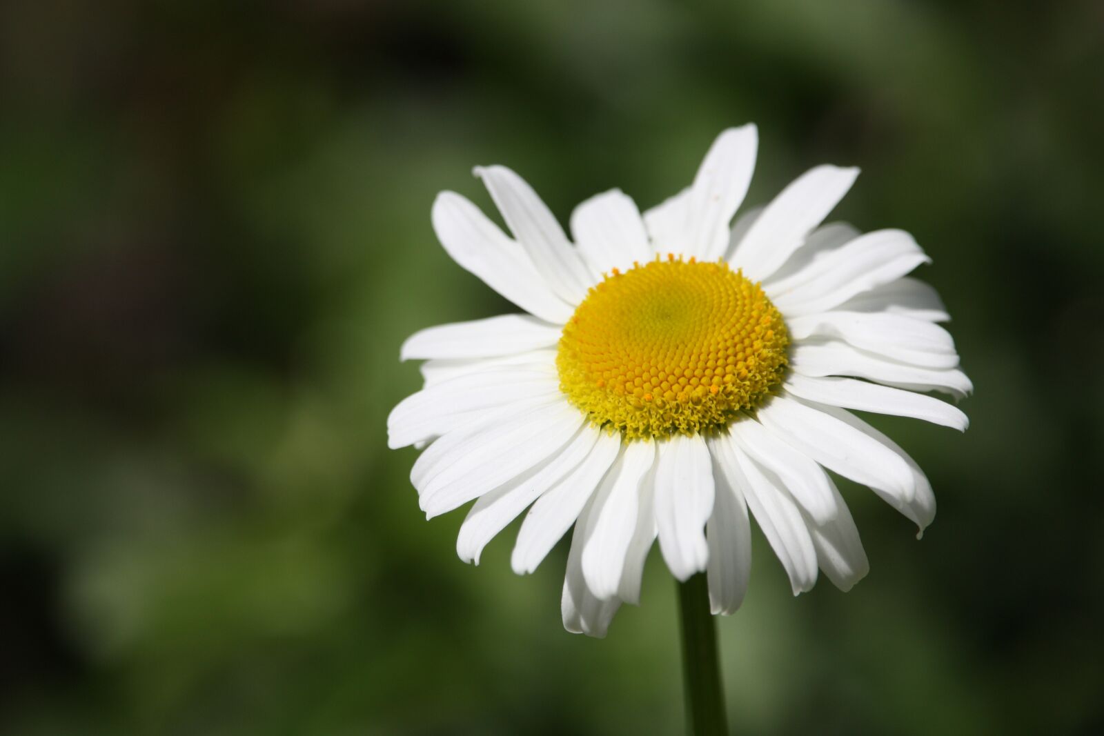 Canon EOS 450D (EOS Rebel XSi / EOS Kiss X2) sample photo. Margaret, flower, nature photography