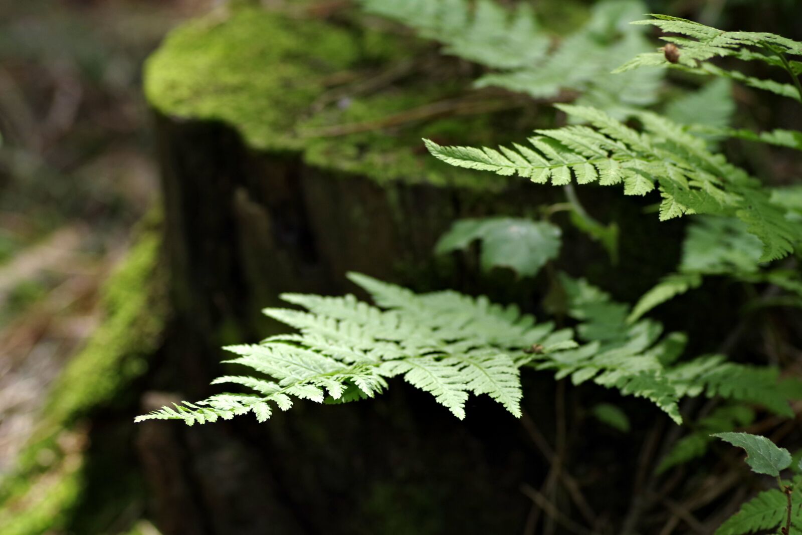 Pentax K-S2 sample photo. Fern, forest, undergrowth photography