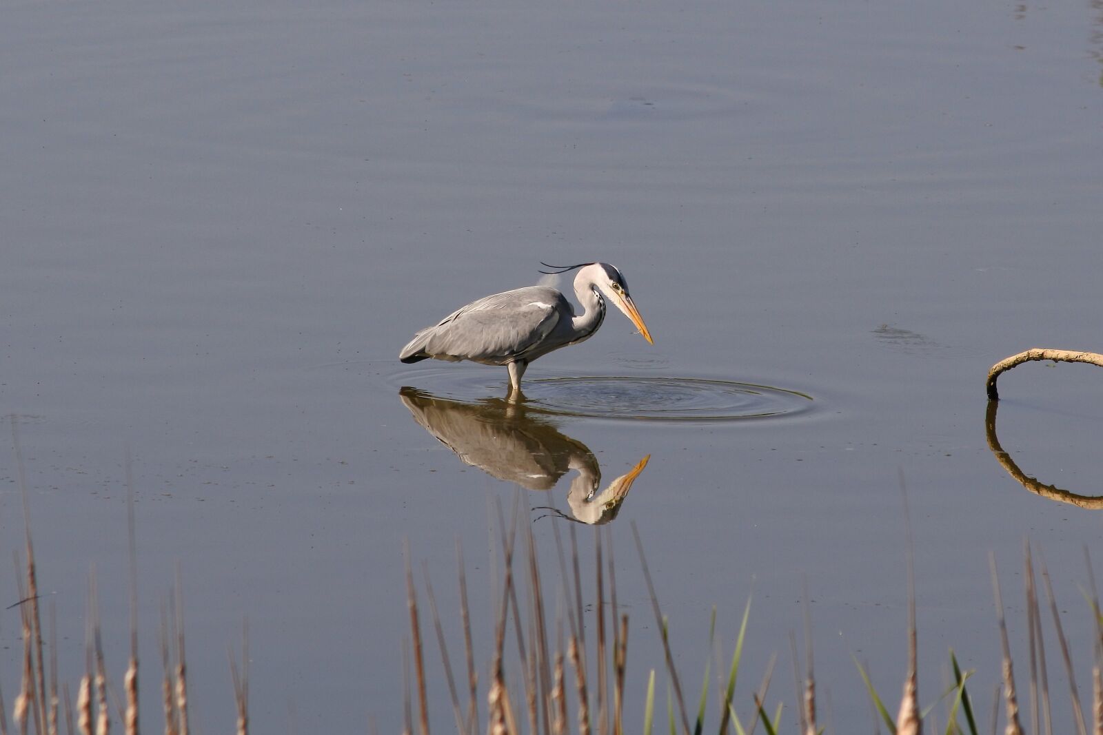 Nikon 1 J5 + VR 55-200mm f/4-5.6G sample photo. Animal, river, waterside photography