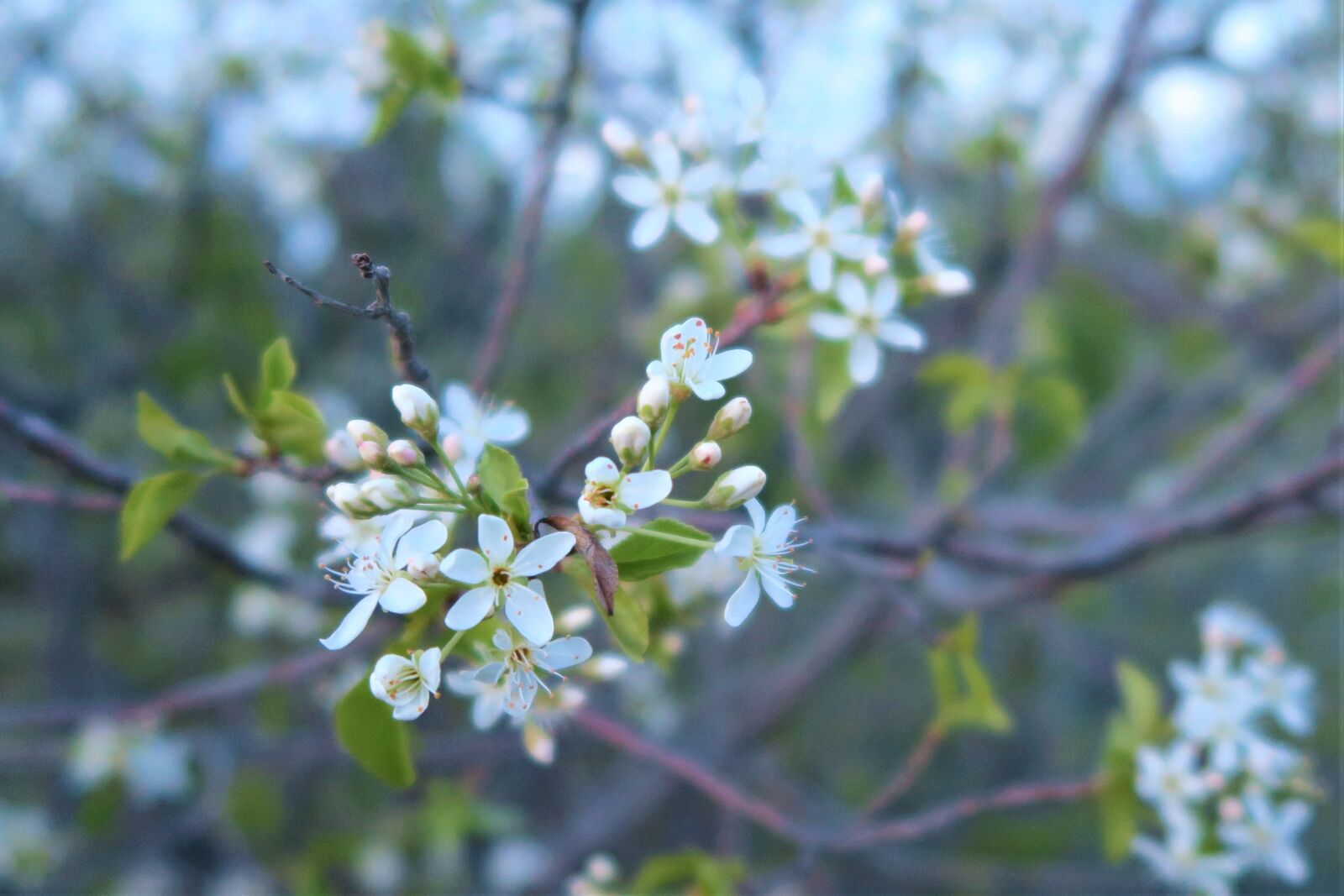 Canon PowerShot G7 X sample photo. Flower, tree, nature photography