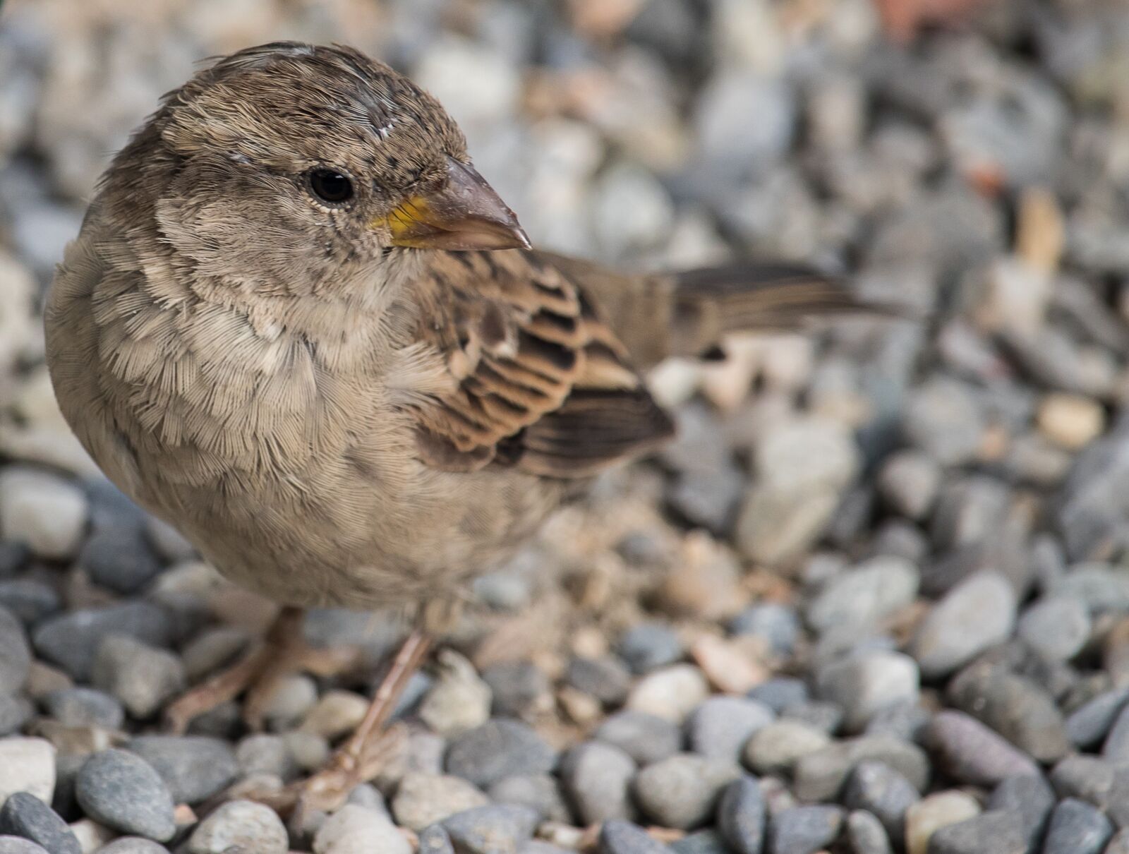 Canon EF-S 55-250mm F4-5.6 IS STM sample photo. Sparrow, sperling, bird photography
