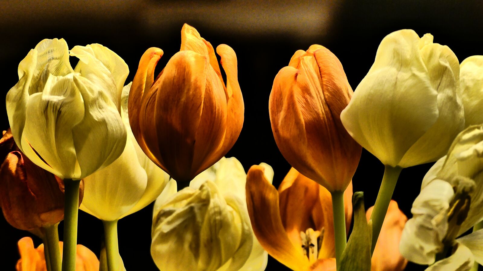 Panasonic Lumix DMC-FZ300 sample photo. Nature, tulip, flower photography