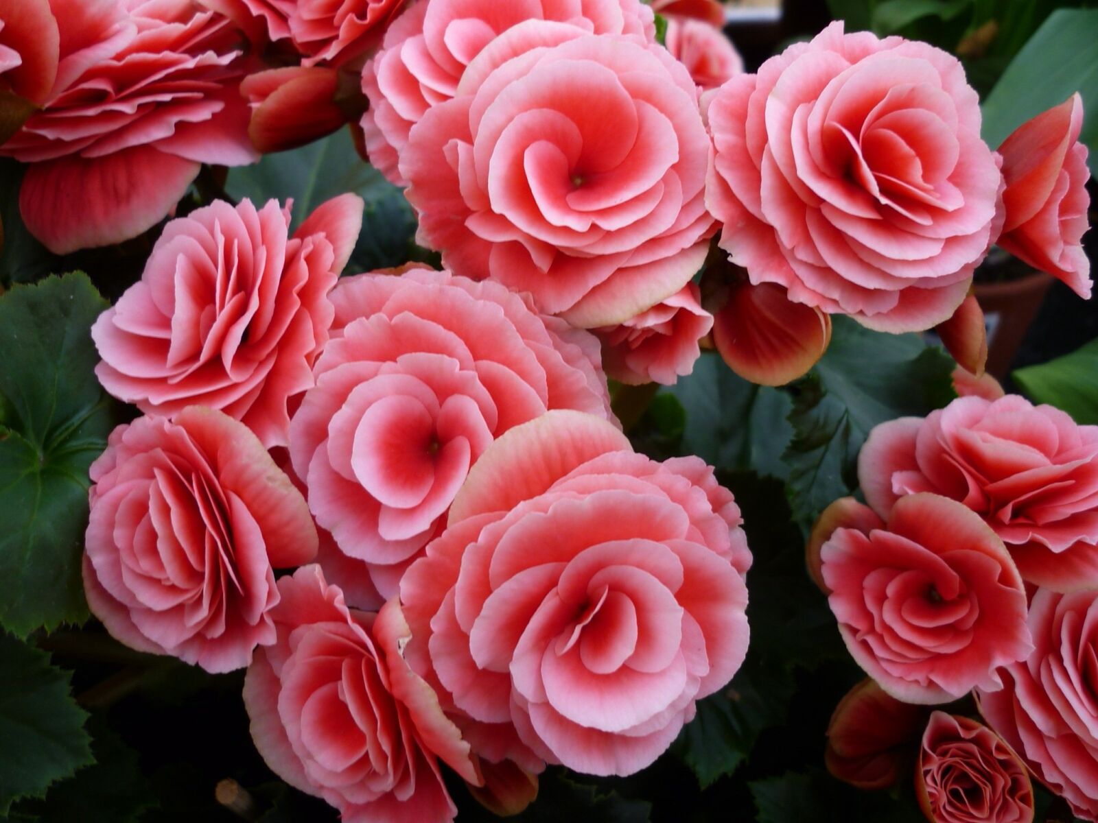 Panasonic Lumix DMC-FS6 sample photo. Begonia, flower, magnificent photography