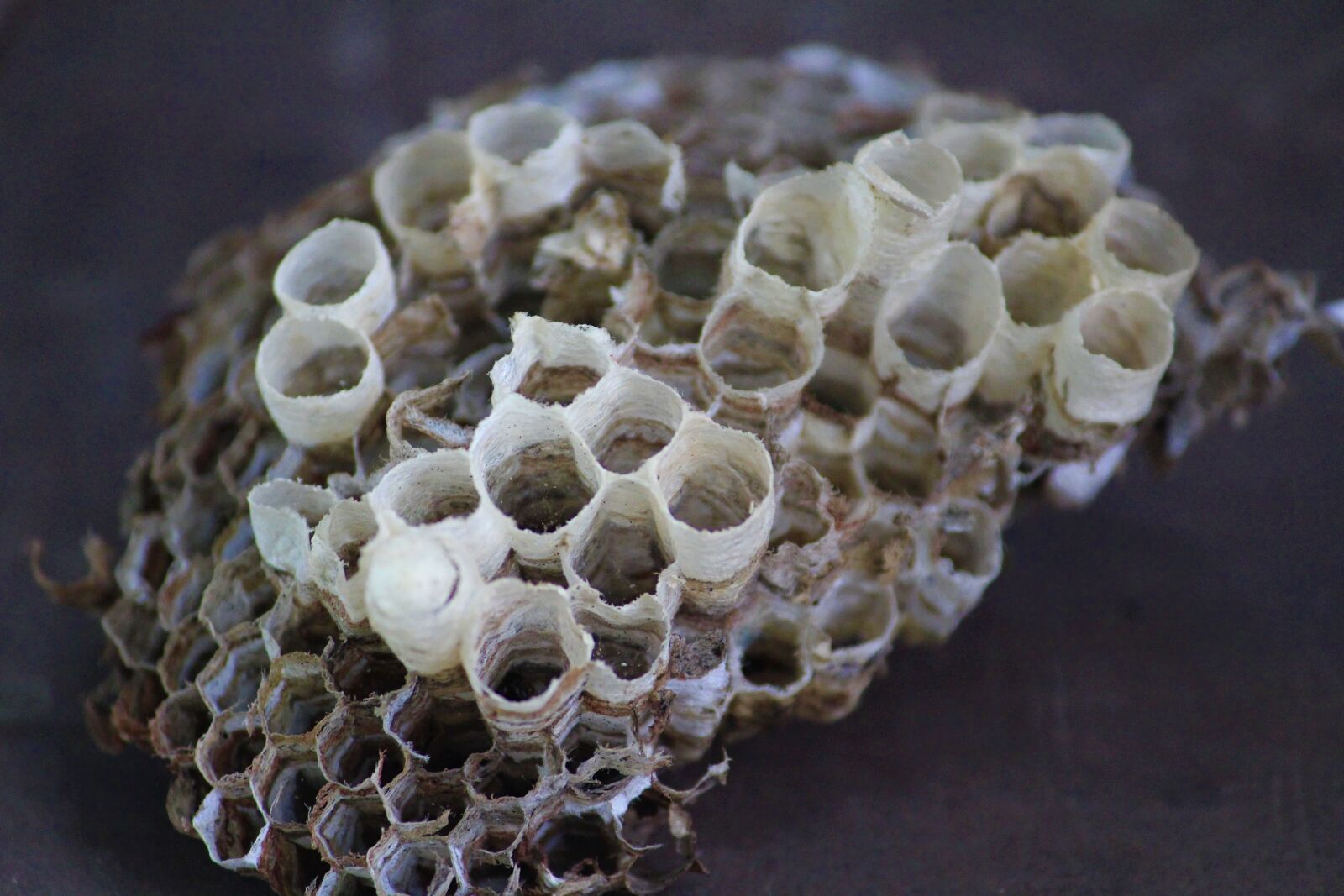 Canon EOS 1200D (EOS Rebel T5 / EOS Kiss X70 / EOS Hi) sample photo. Honey comb, empty, brown photography