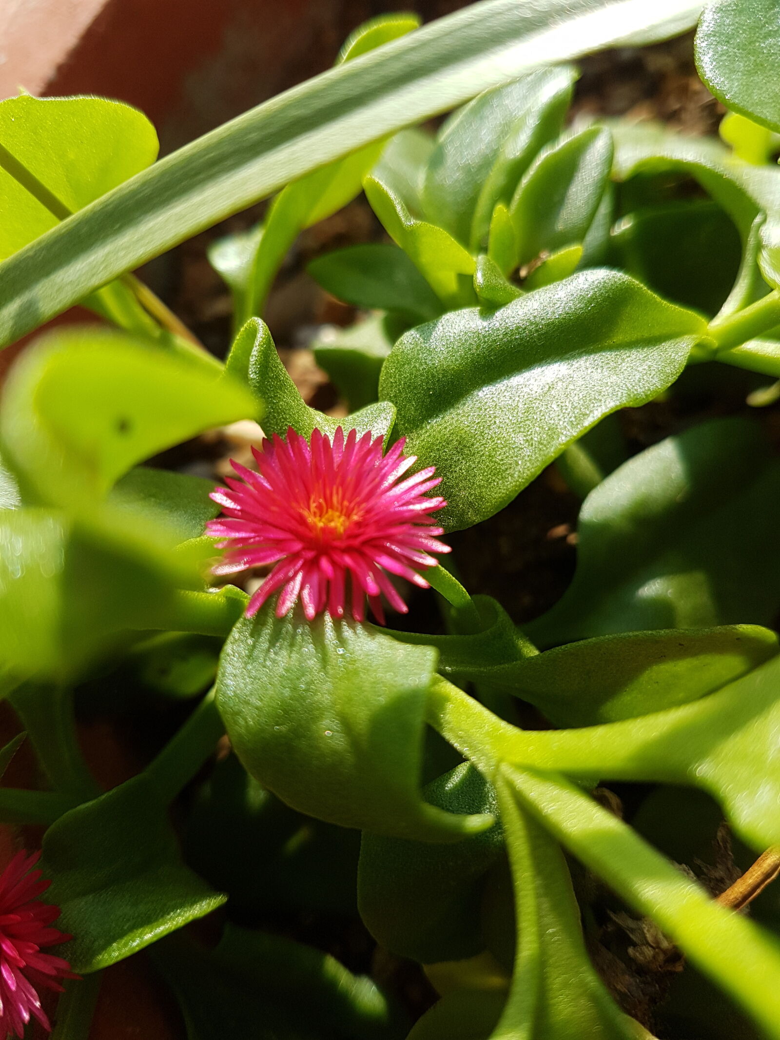 Samsung Galaxy S7 Edge sample photo. Pink, flower, samsung, galaxy photography
