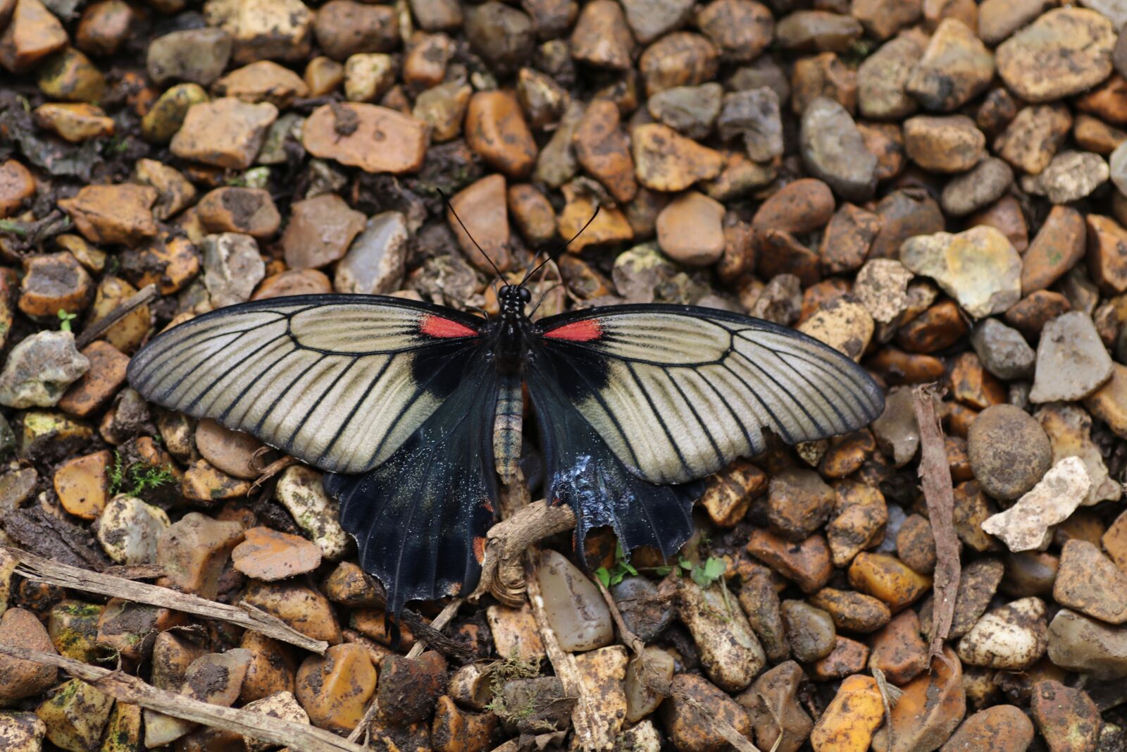 Canon EOS 80D sample photo. Butterfly, spring, new forest photography
