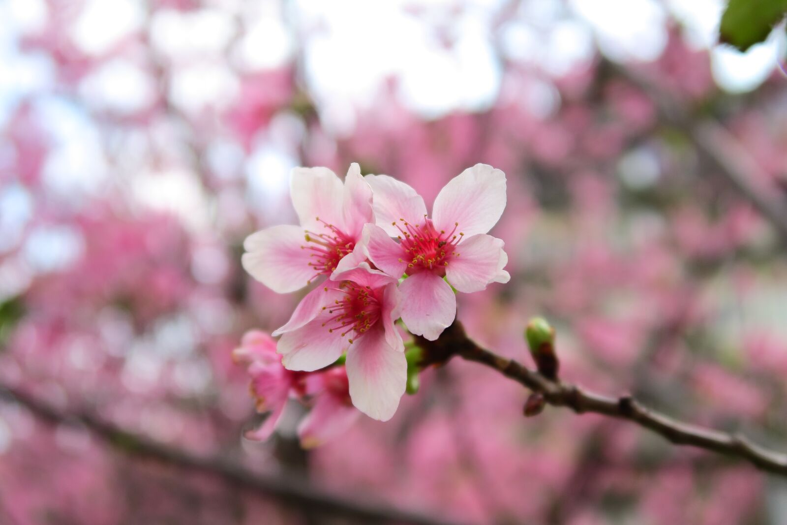 Canon PowerShot G7 X sample photo. Flower, branch, cherry wood photography