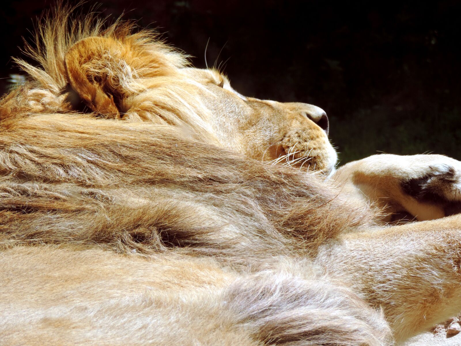 Nikon Coolpix P520 sample photo. Lion, sleeping, animal photography