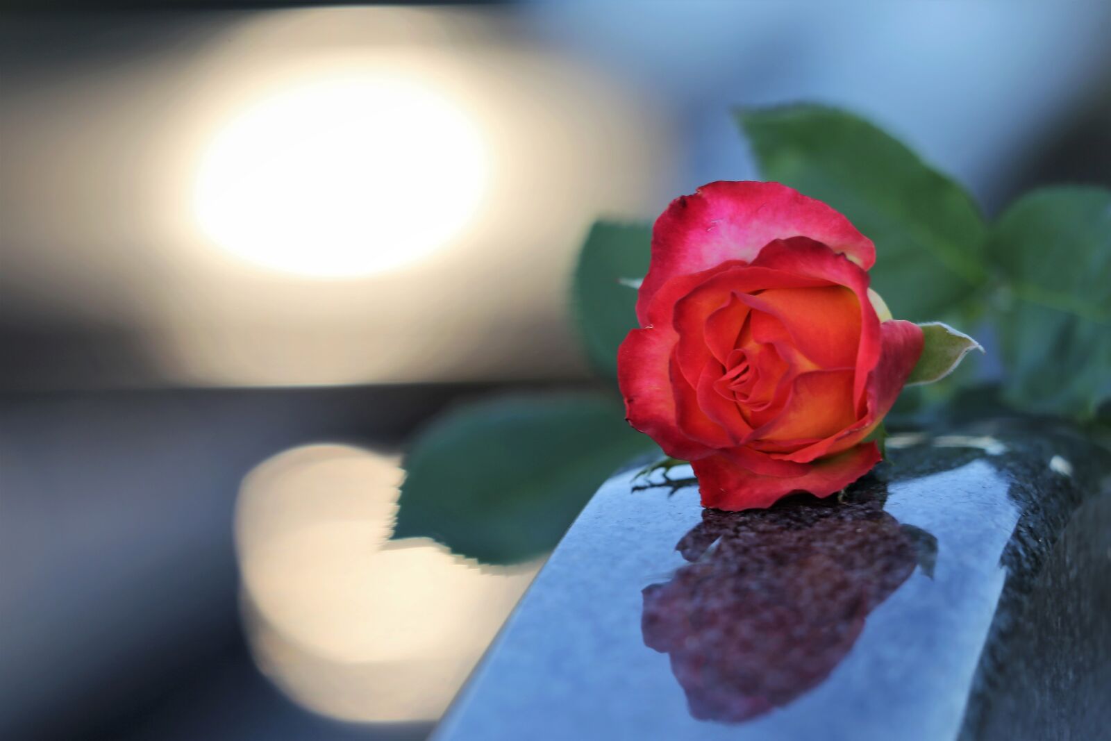 Canon EOS 6D sample photo. Red yellow rose, love photography