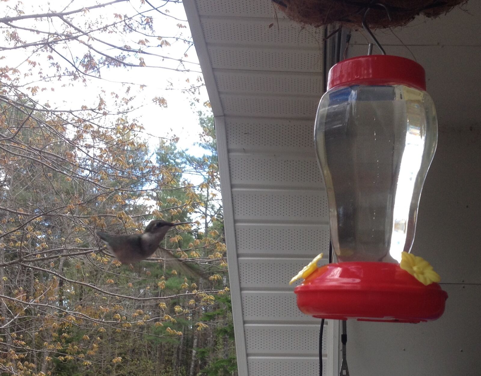 iPhone 4S back camera 4.28mm f/2.4 sample photo. Bird, canada, hummingbird, nature photography